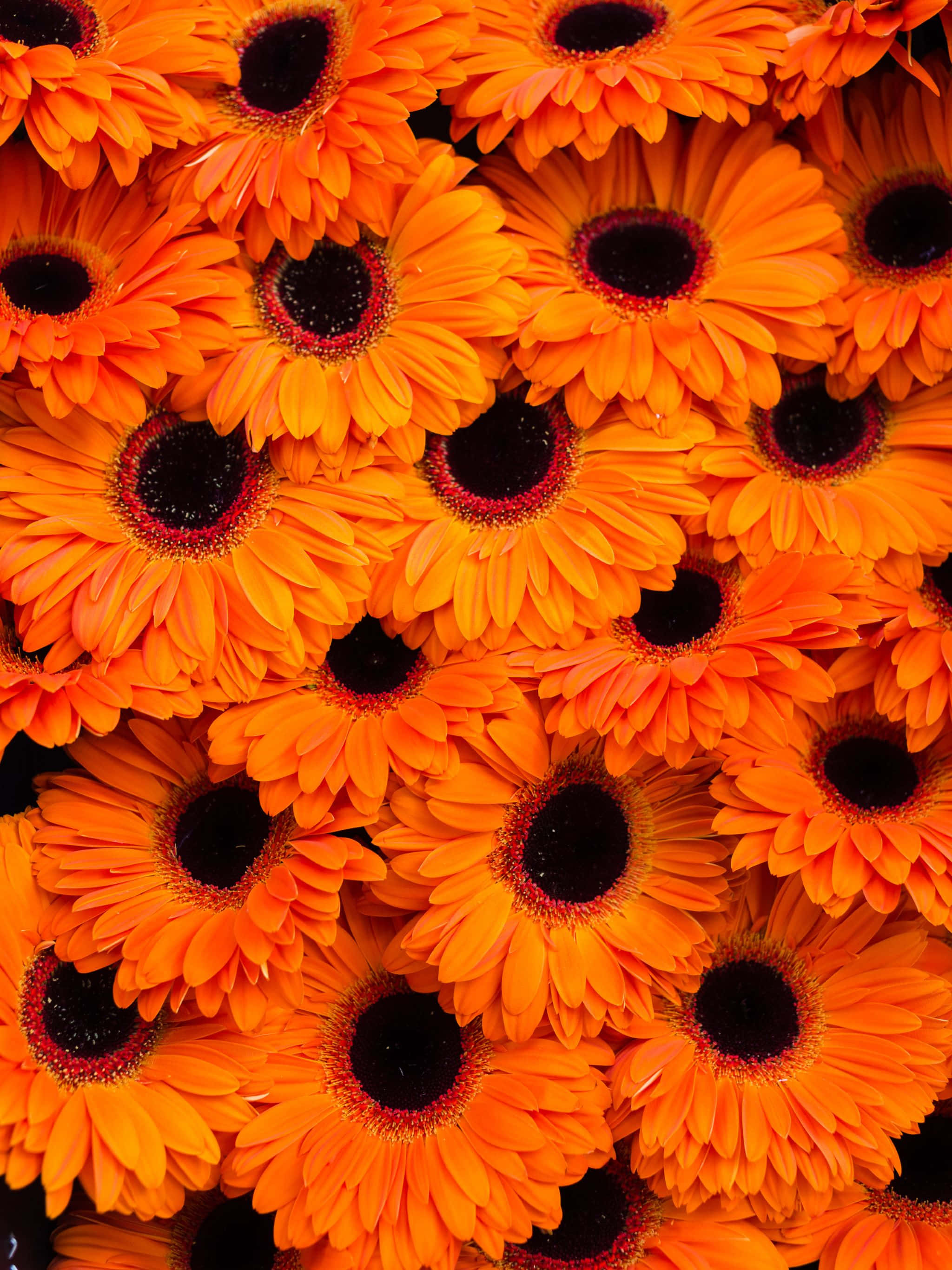 En naturskøn udsigt over en betagende sø omgivet af frodige grønne bakker og sneklædte bjerge Wallpapers