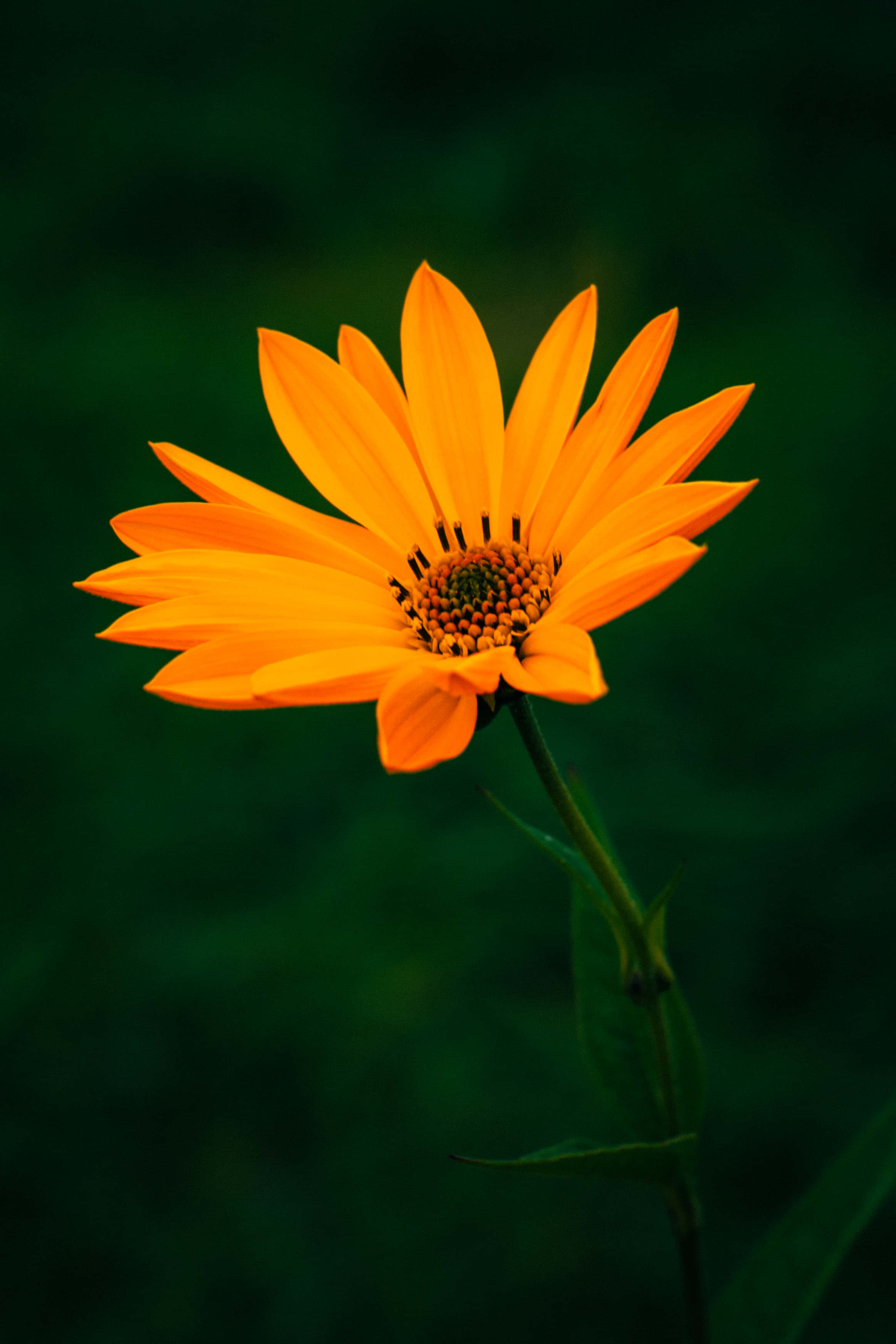 En orange blomst på mørk baggrund Wallpapers