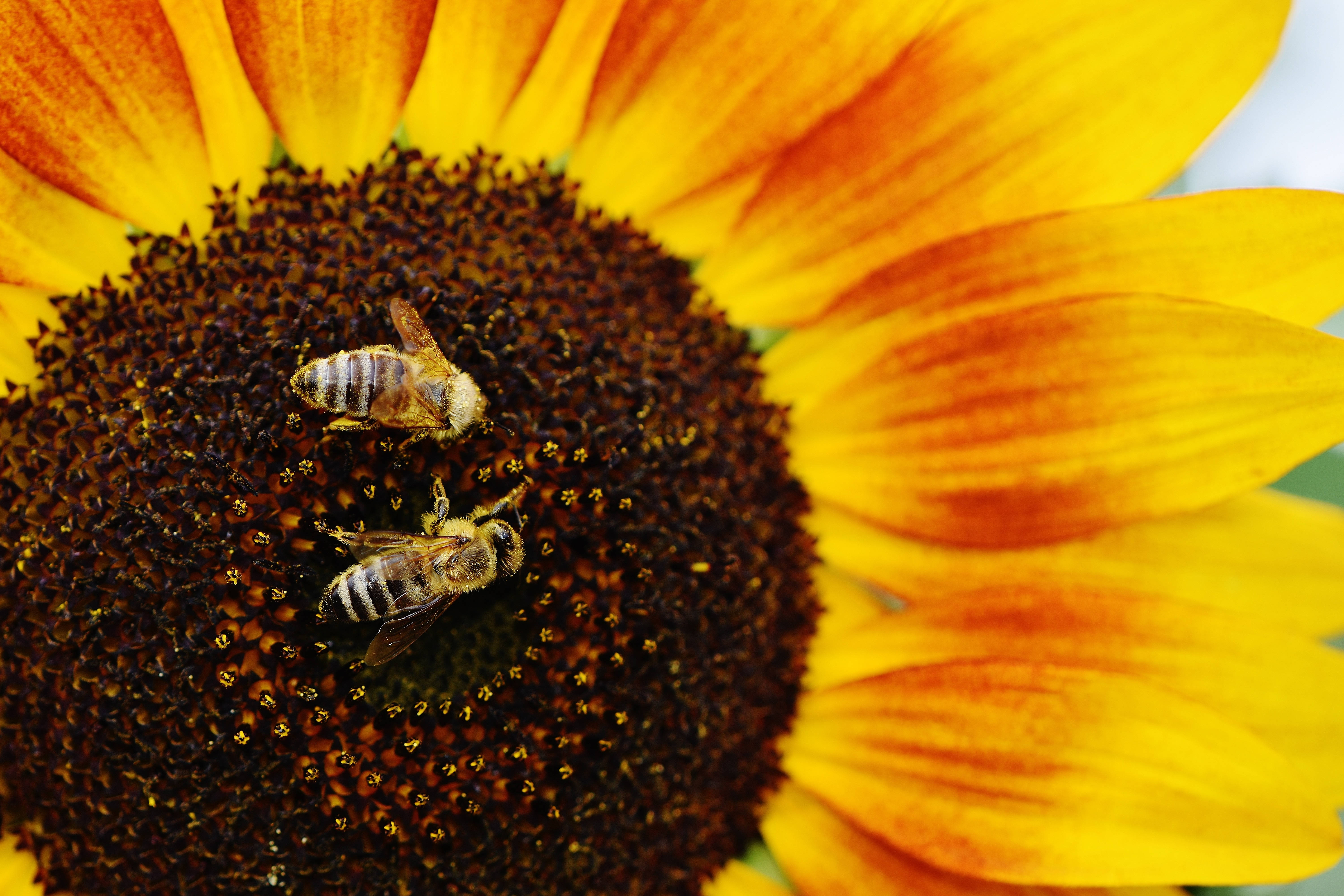 En orange solsikke, der blomstrer i solskinnet, omgivet af farverige bier Wallpapers