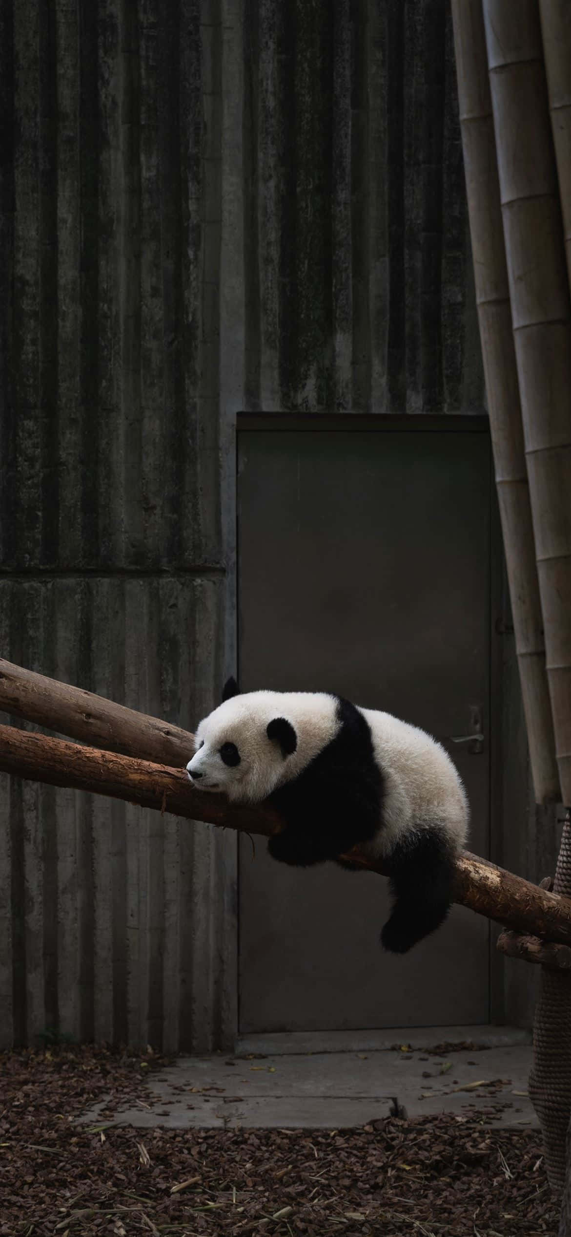 en panda sover på en gren Wallpapers