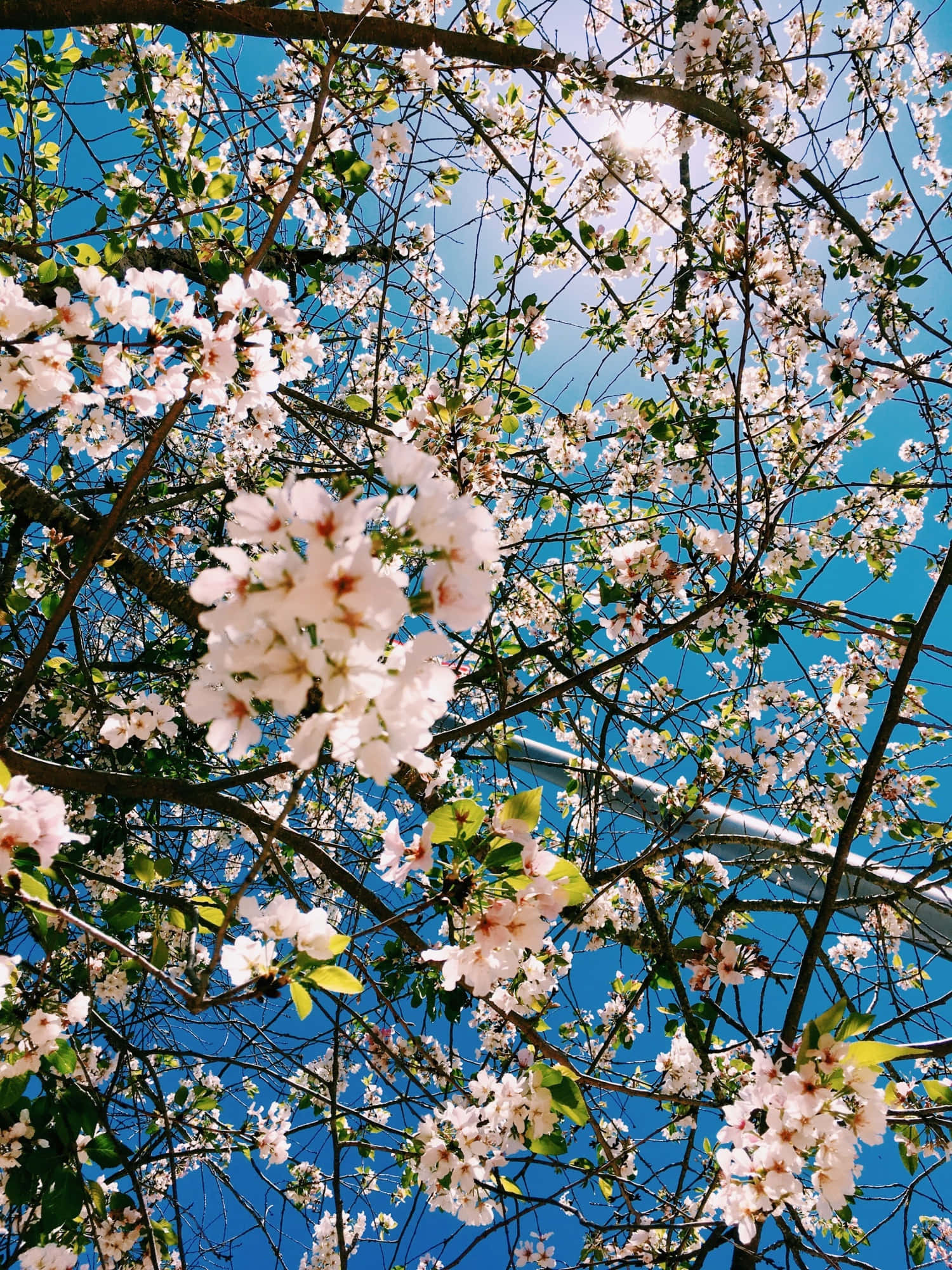 En pastel pink og gul æstetisk blomst til enhver naturelsker Wallpapers