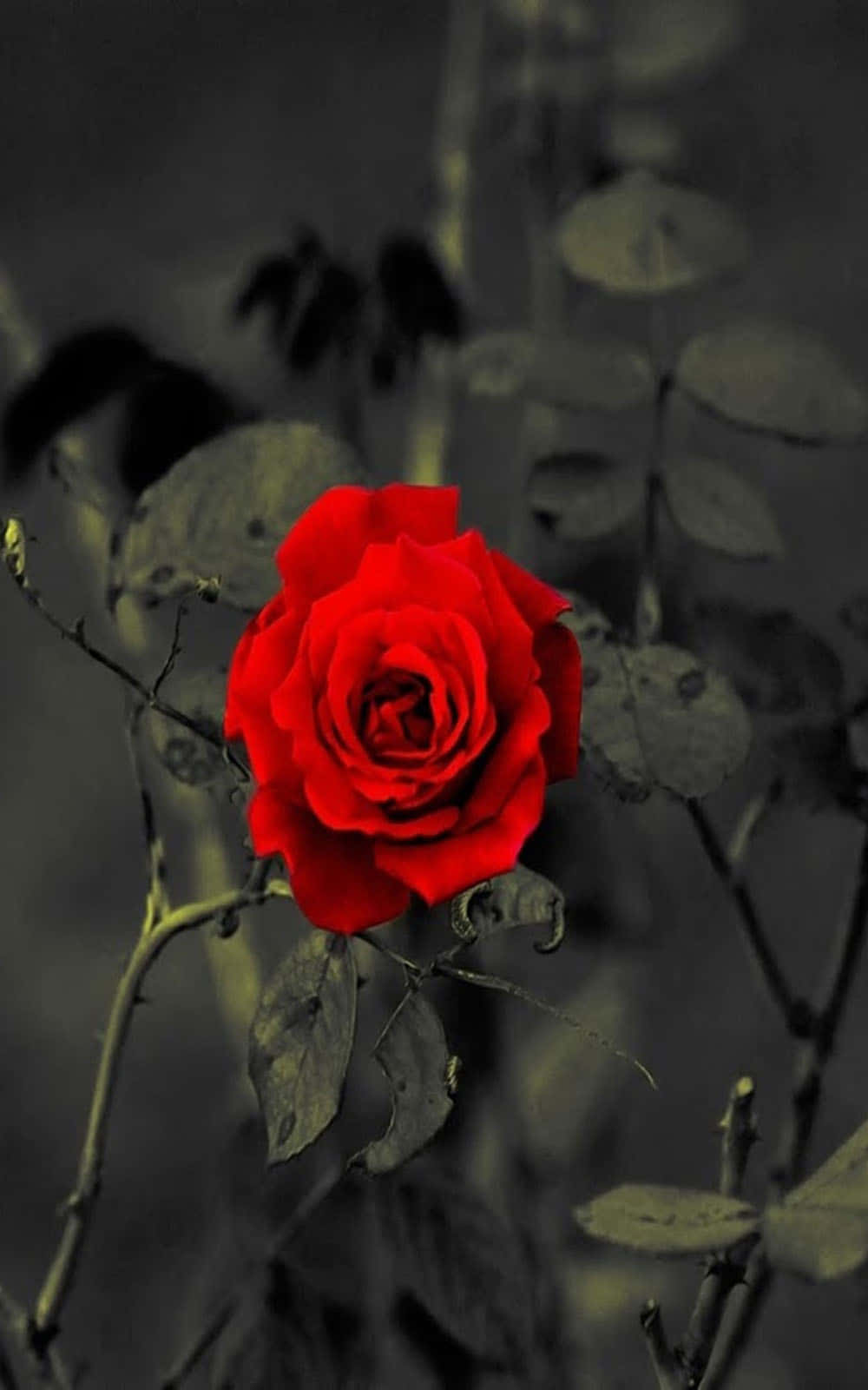en rød rose i sort og hvid Wallpapers