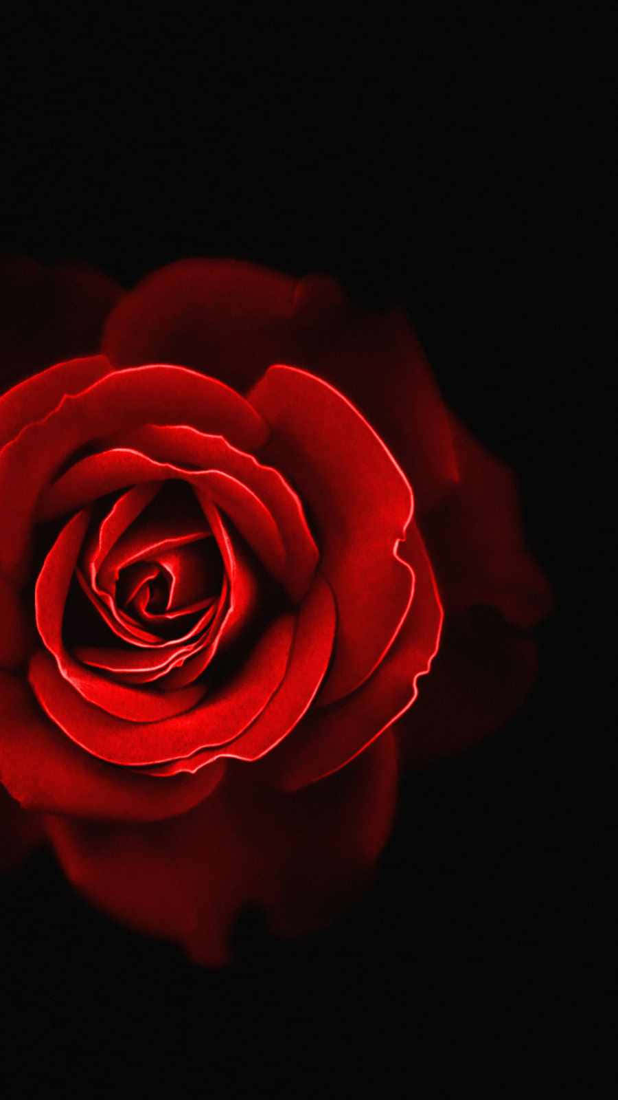 en rød rose på en sort baggrund Wallpapers
