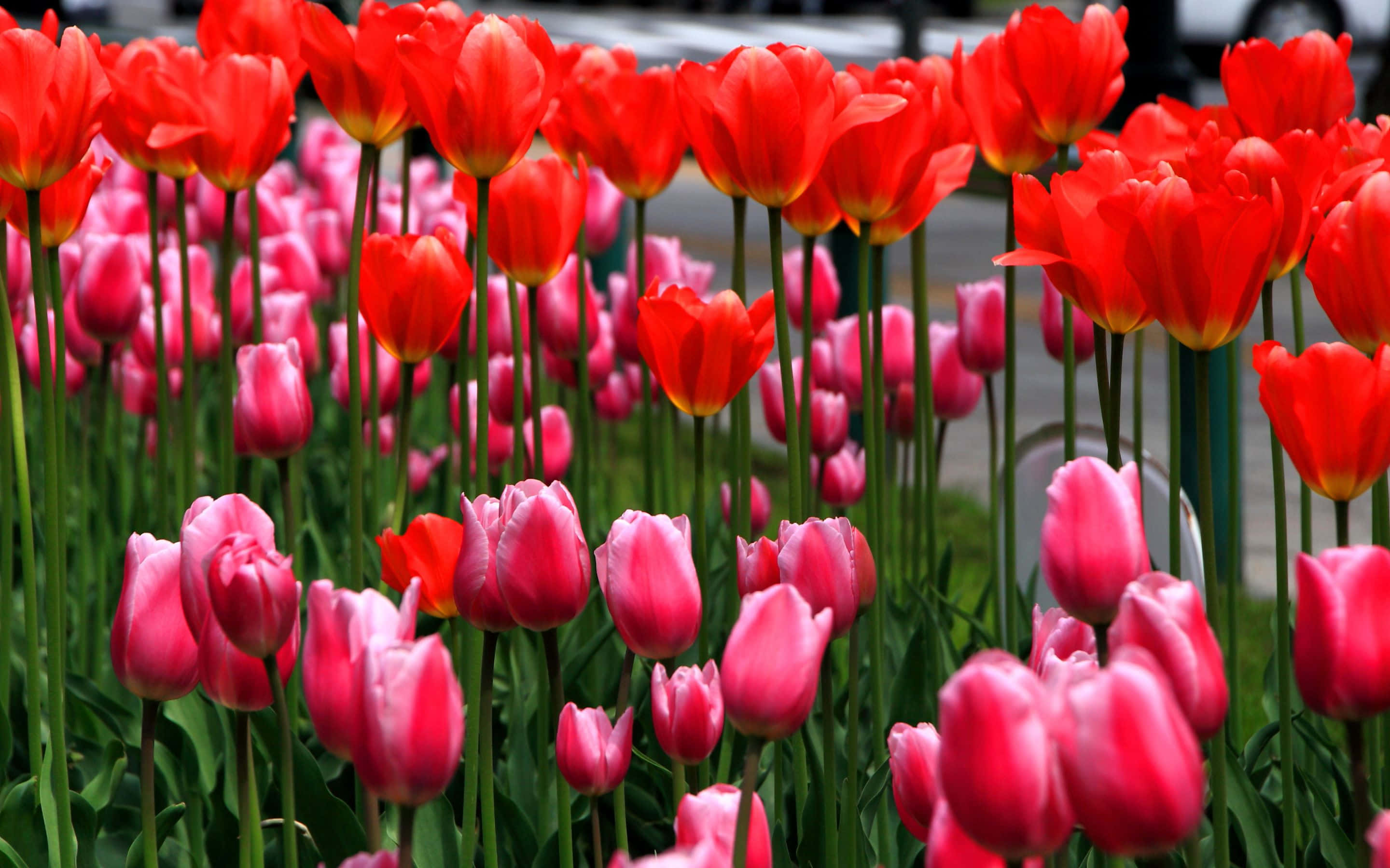 en række tulipaner Wallpapers
