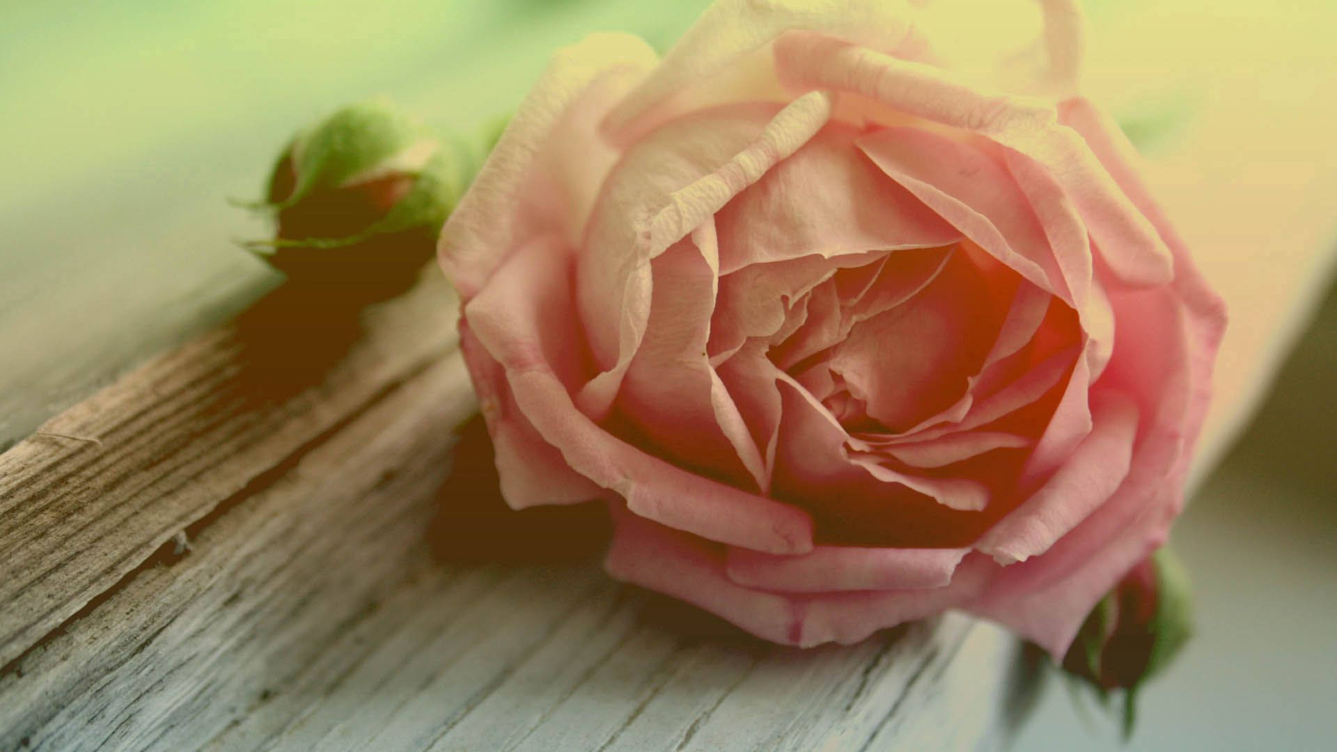 En rød rose - et symbol på tidløs skønhed Wallpapers