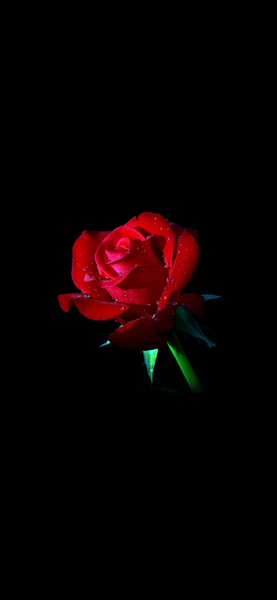 en rød rose på en sort baggrund Wallpapers