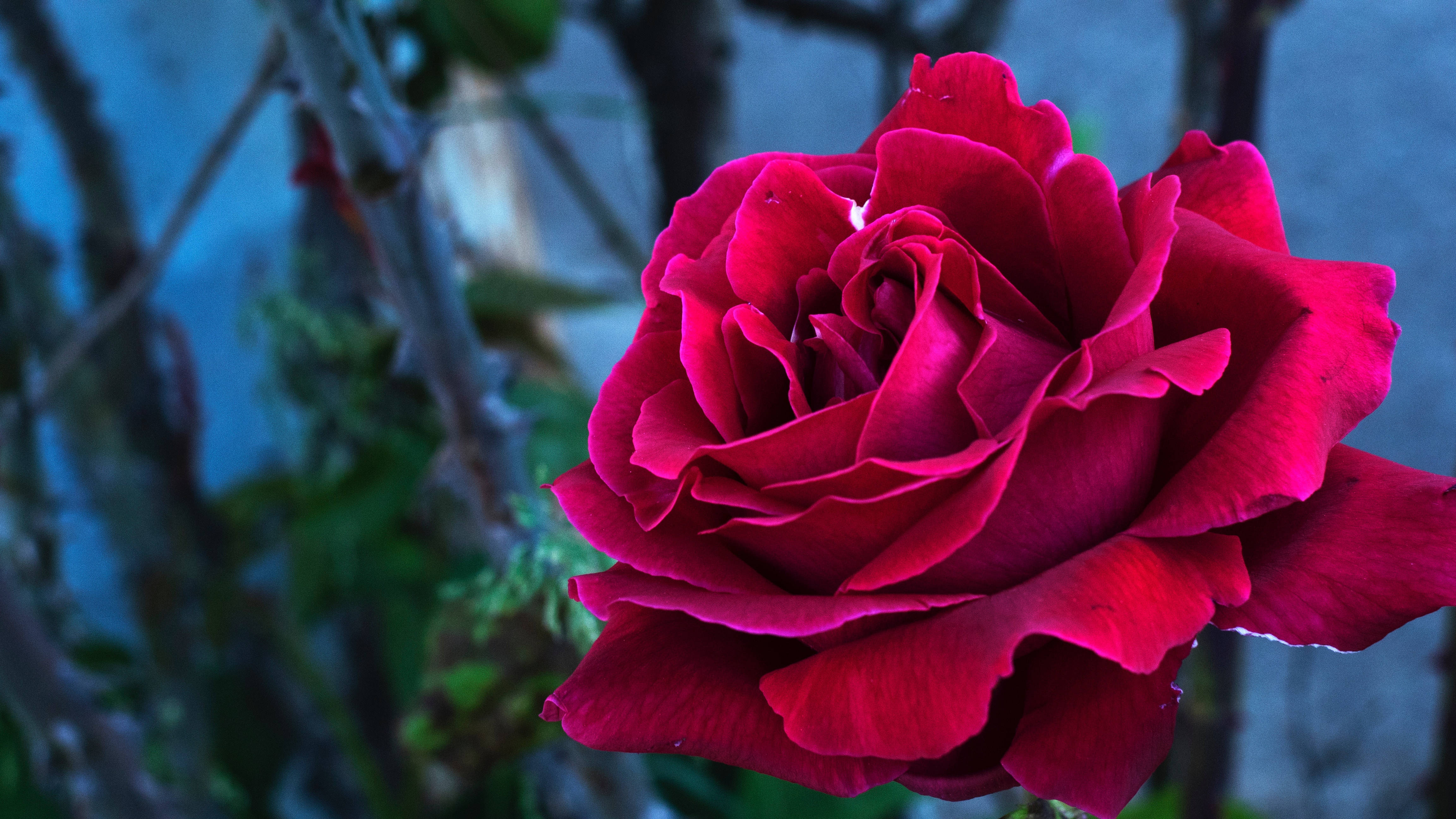 En rosenknop klædt i lyserøde blade Wallpapers