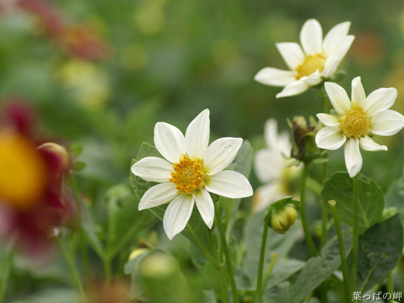 En sart hvid blomst Wallpapers