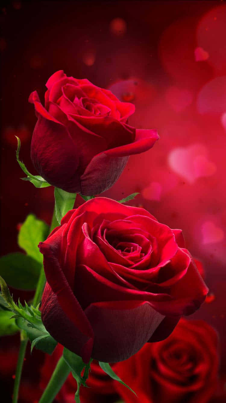 En sart lyserød rose i blomst. Wallpapers