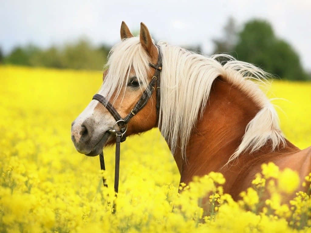 En sød hests venlige ansigtsudtryk får dit hjerte til at smelte! Wallpapers