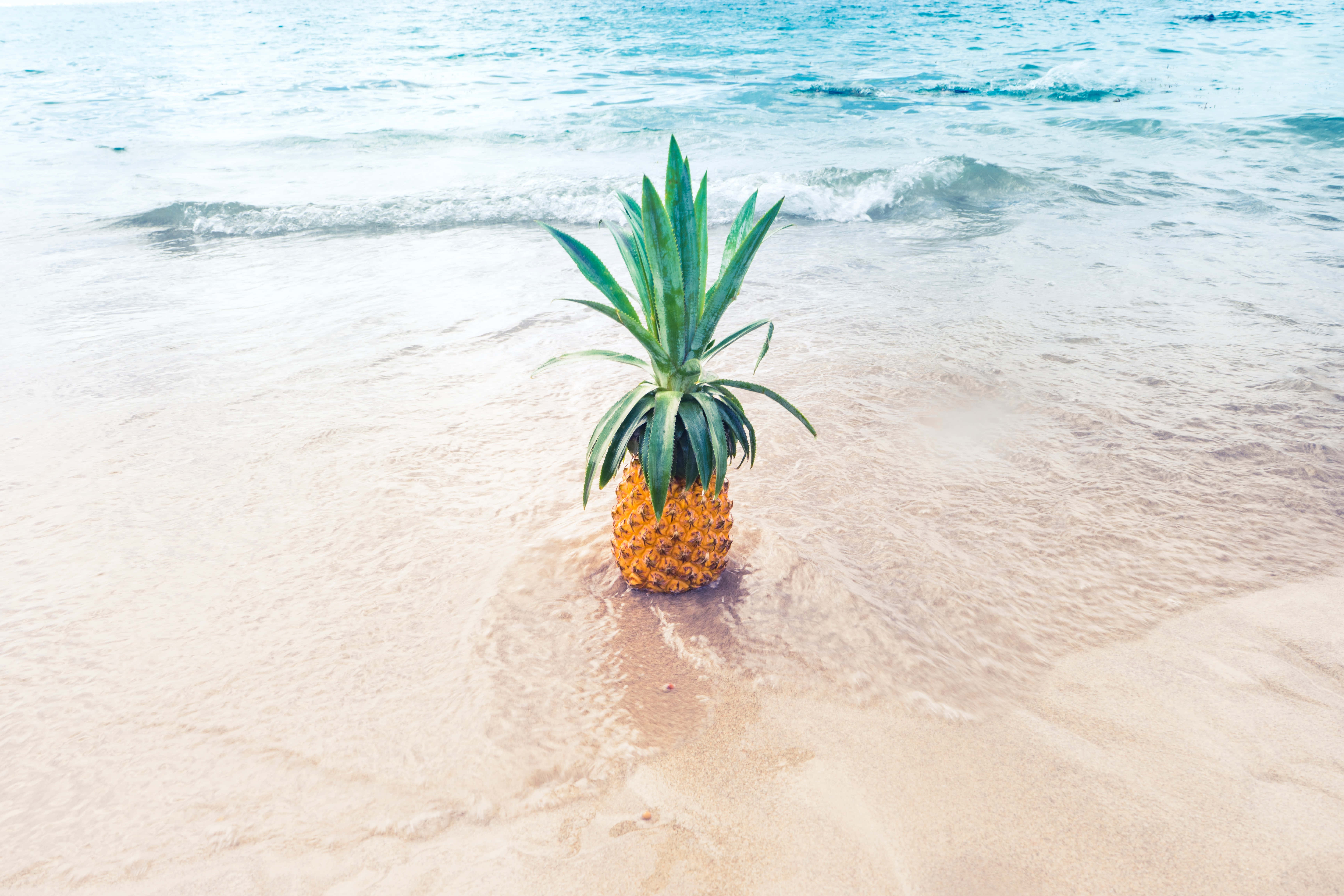 En sød og syrlig ananas midt i frodigt løv. Wallpapers