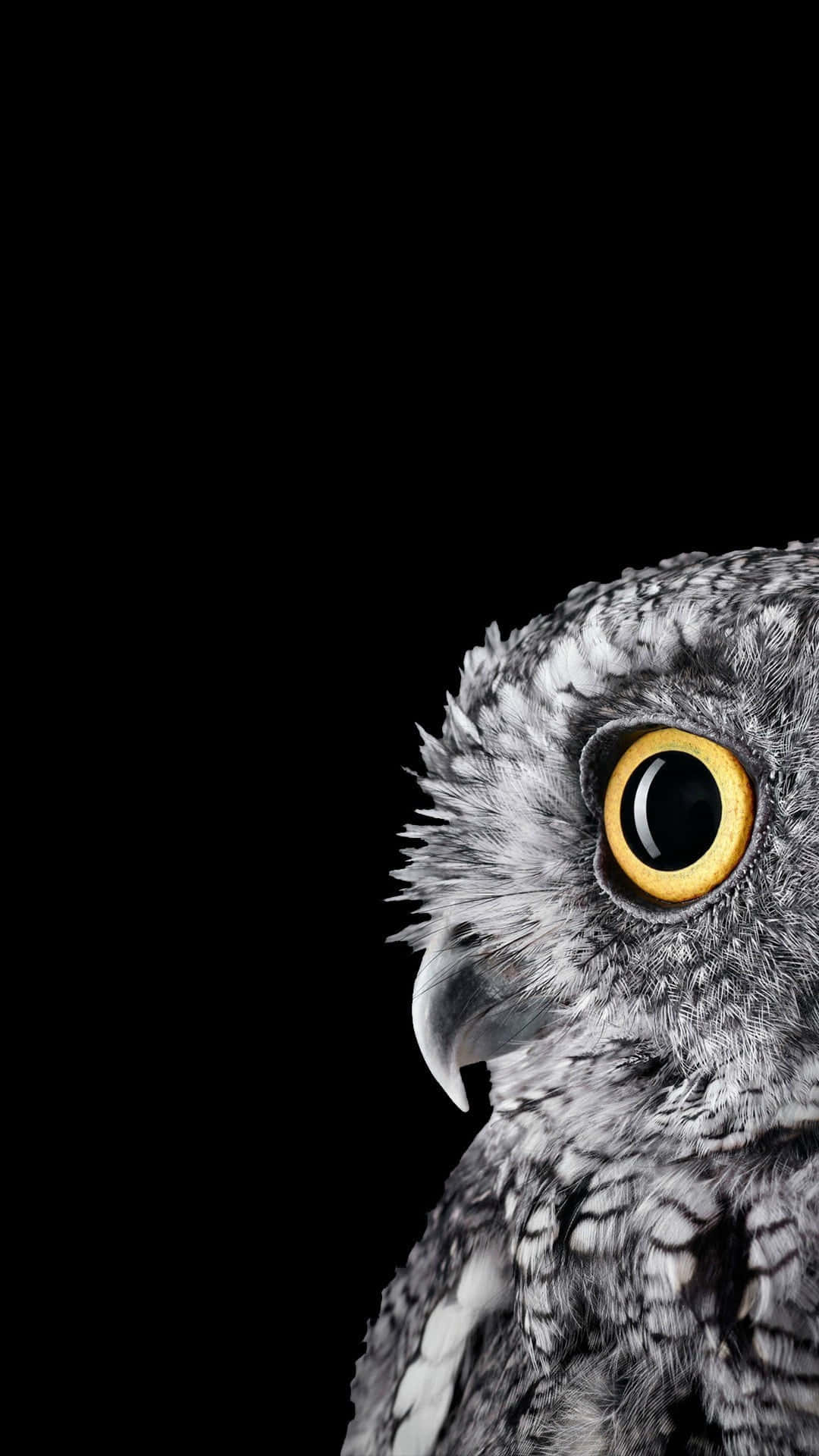 En sød ugle sidder på en trægren Wallpapers