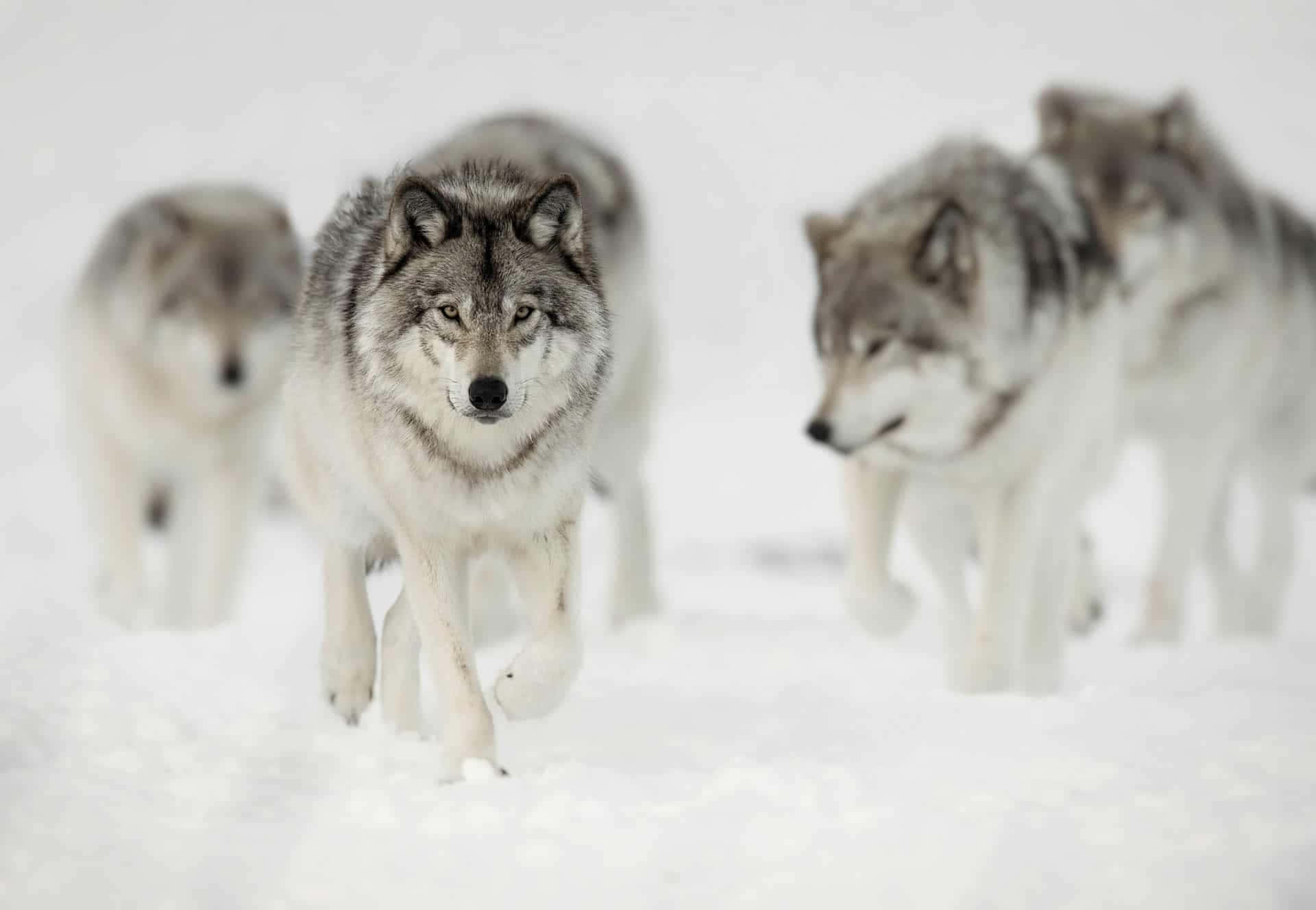 En sej ulv, der kigger på nattehimlen Wallpapers
