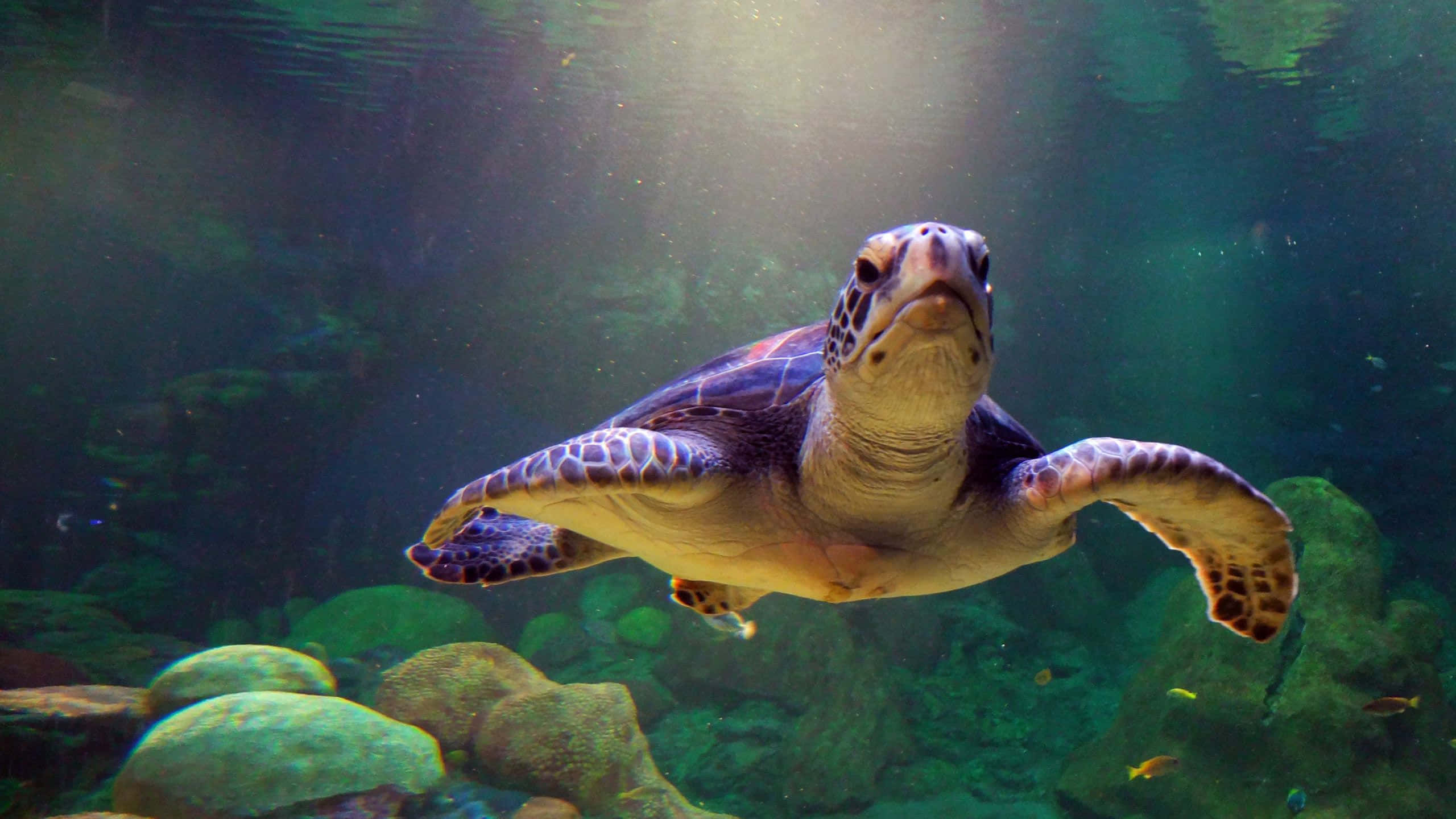 en skildpadde der svømmer i et akvarium med sten og koral Wallpapers