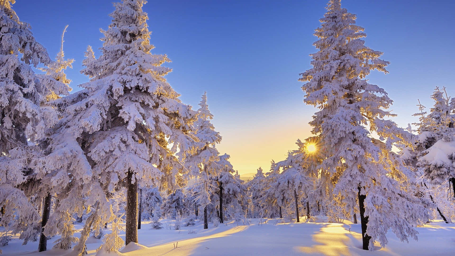 en skov dækket af sne med solen der skinner på den Wallpapers