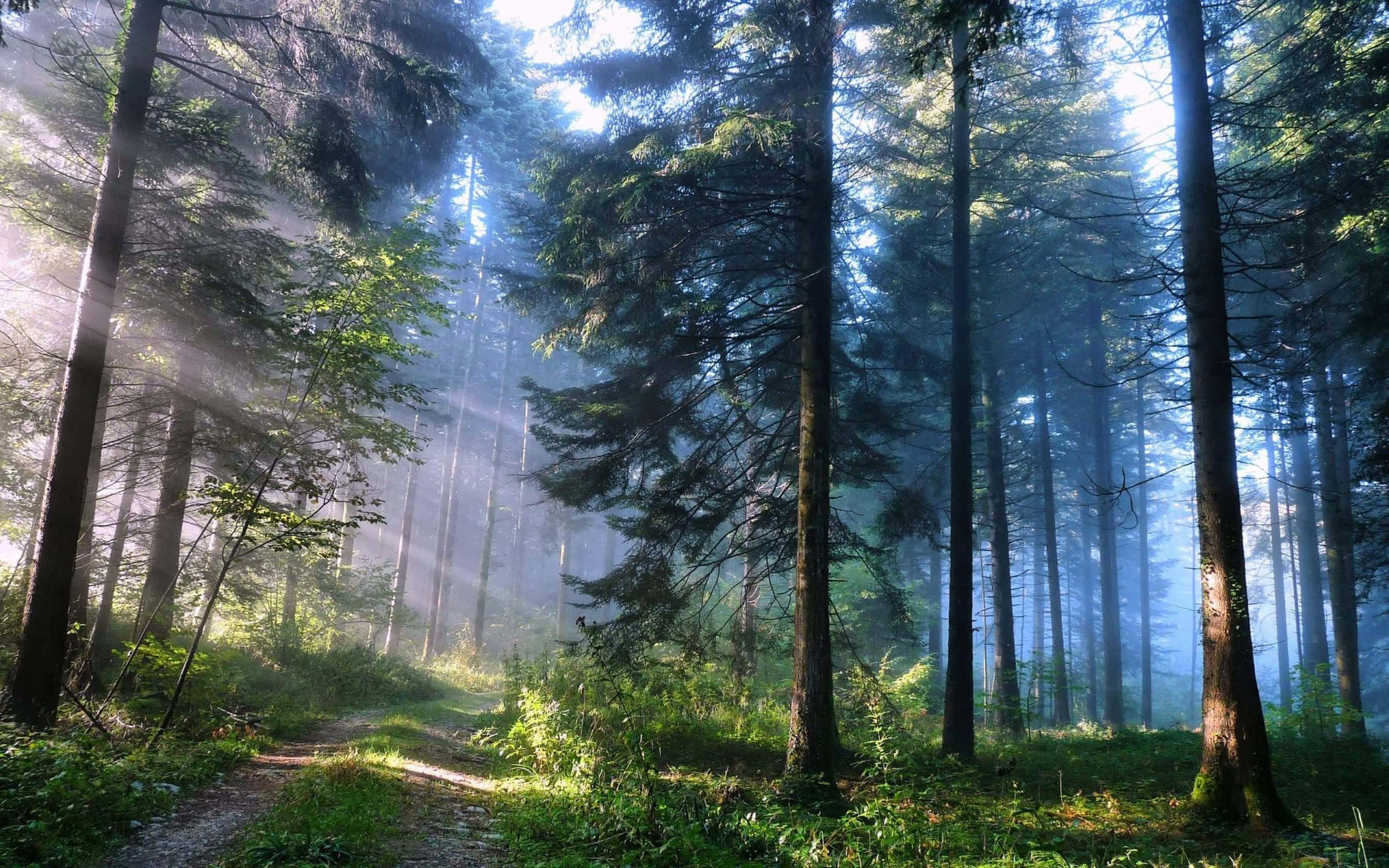 en skov med sollys, der skinner gennem træerne Wallpapers