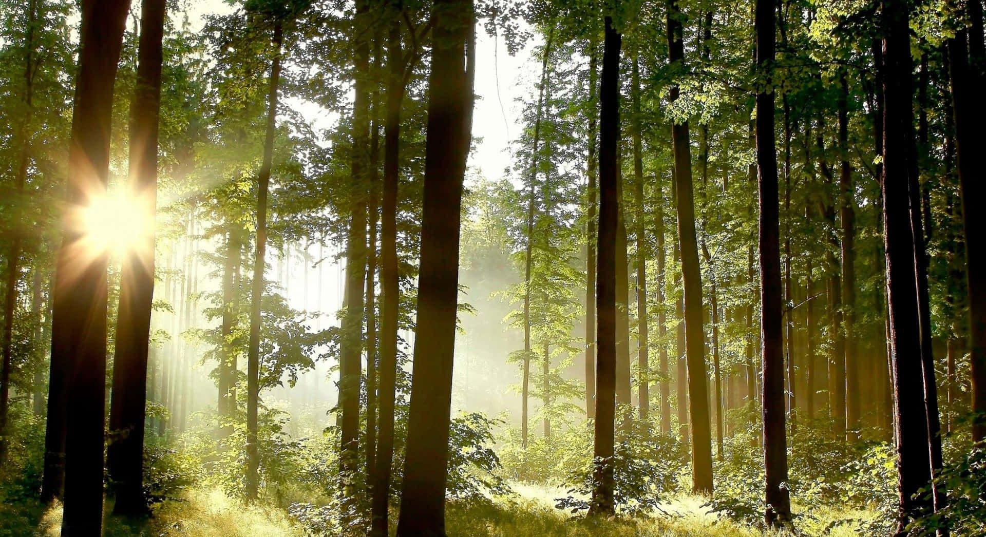 en skov med sollys, der skinner gennem træerne Wallpapers
