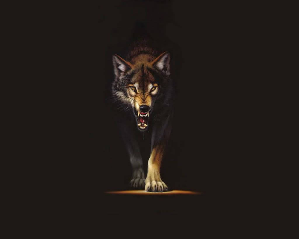 En skræmmende brun ulv Wallpapers
