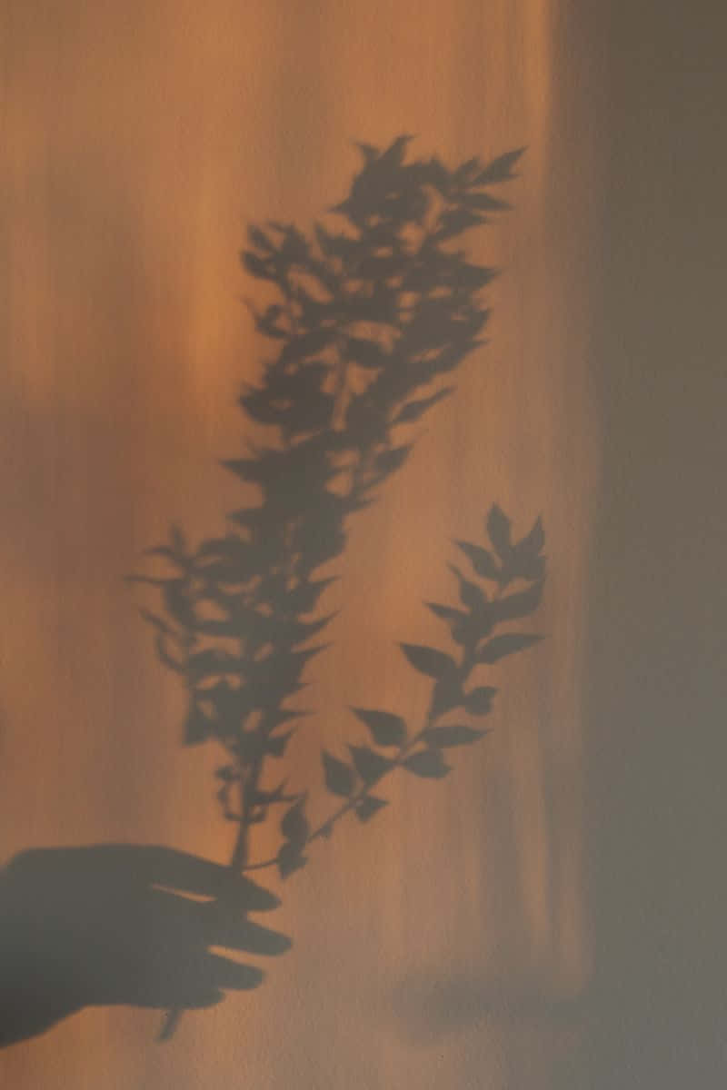en skygge af et blad på en væg Wallpapers