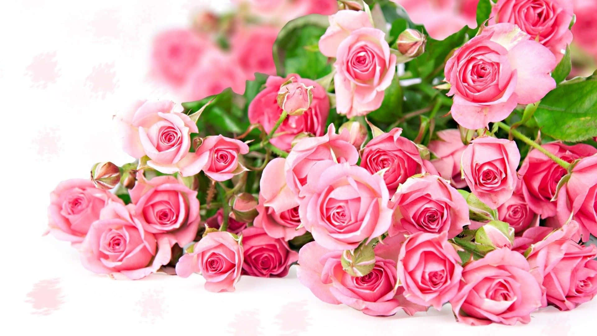 En smuk blomst i sit naturlige miljø Wallpapers
