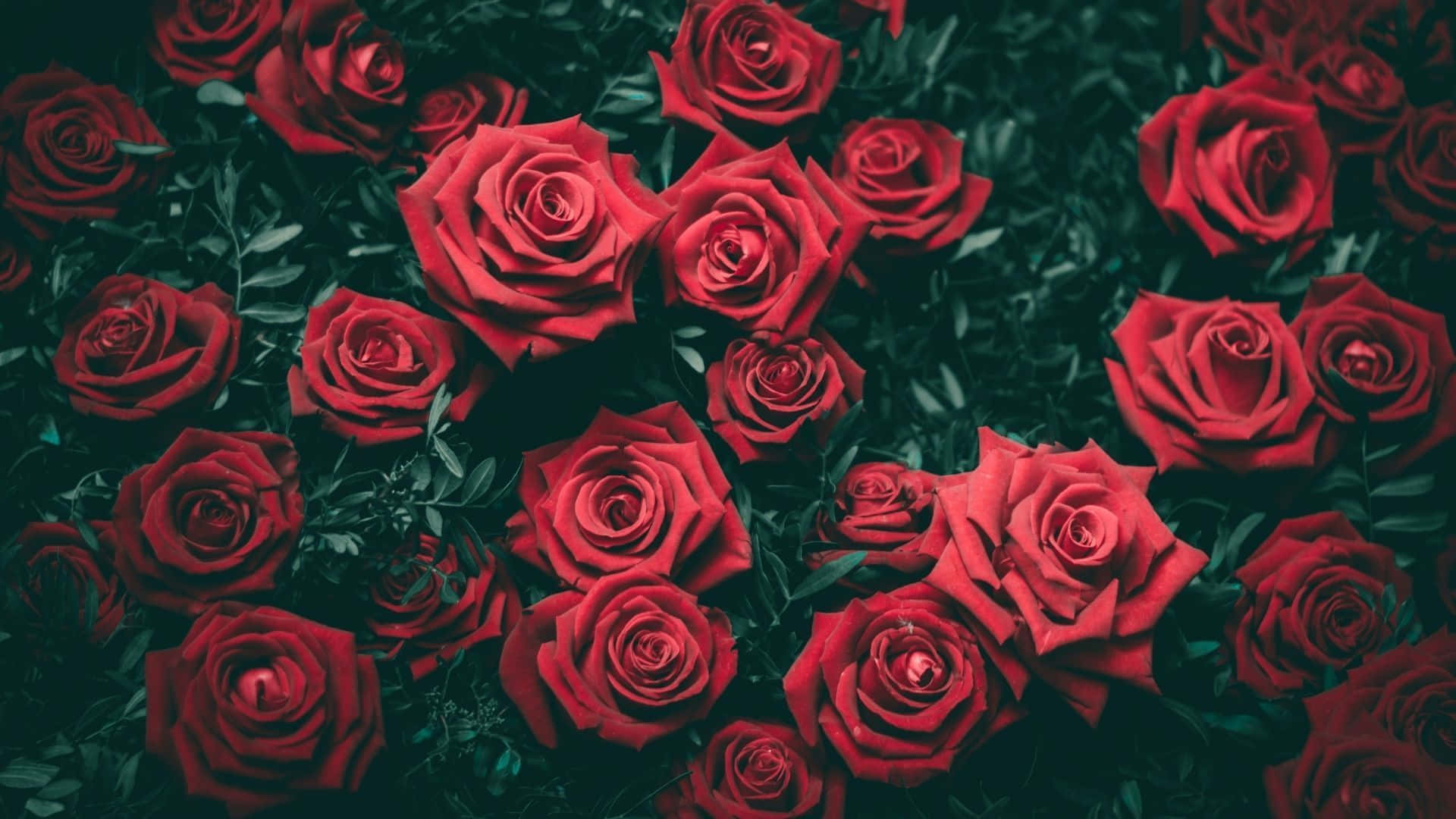 En smuk blomst i smaragdgrønt Wallpapers
