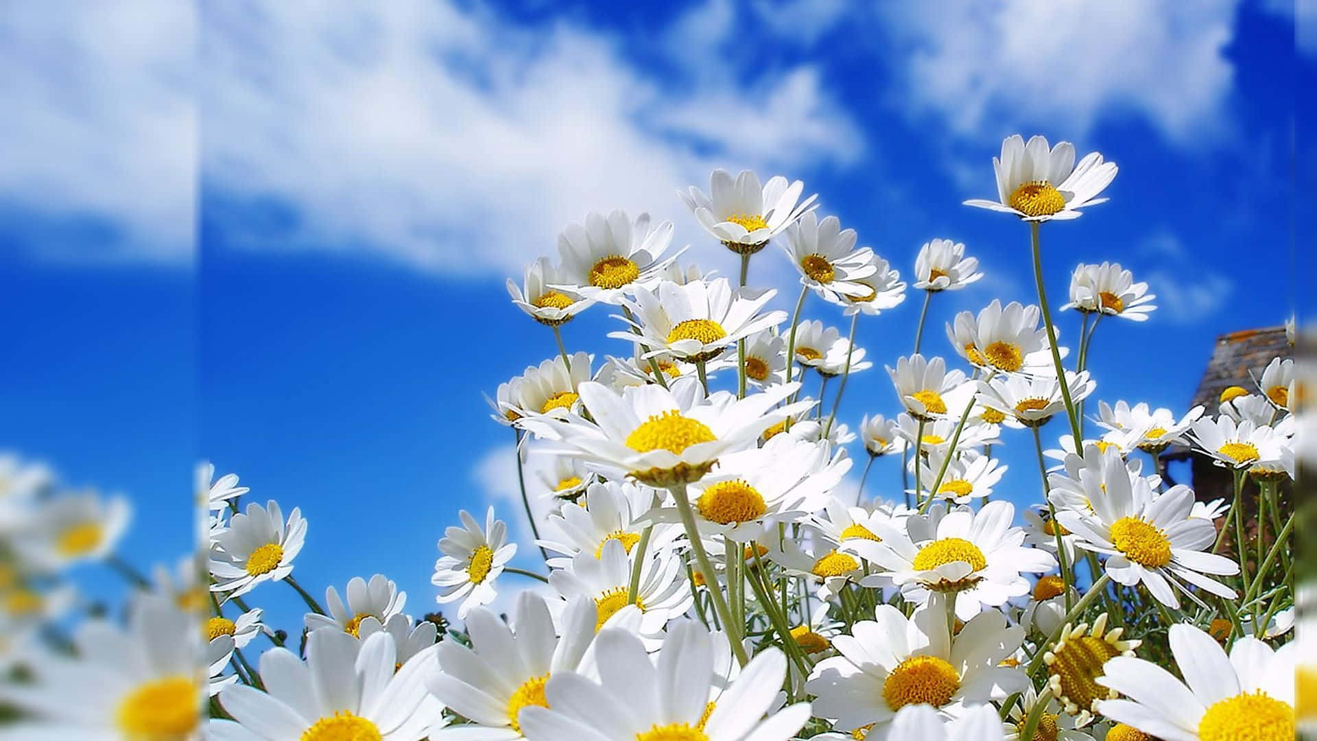 "En smuk blomst mod naturens enkelhed" Wallpapers