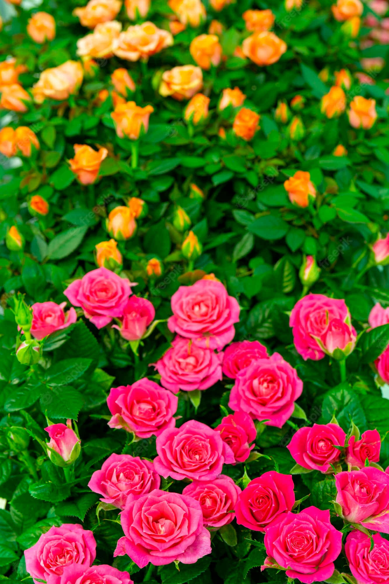 En smuk blomst omgivet af grønne blade mod en blå himmel Wallpapers