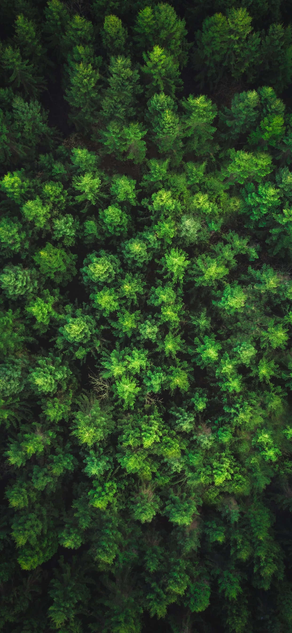 En smuk boulevard omgivet af høje træer! Wallpapers
