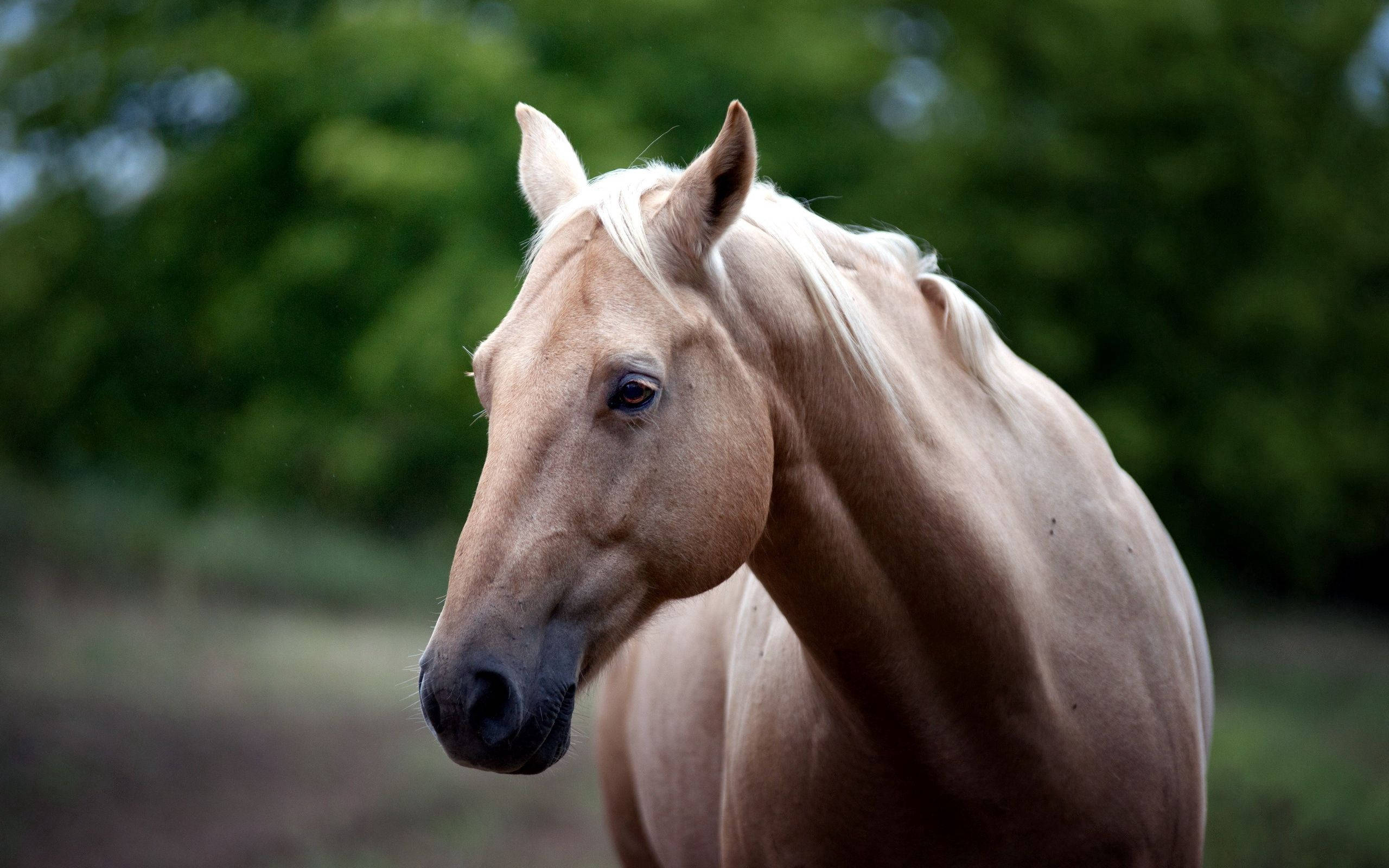 En smuk brun hest står midt på en græsrig eng Wallpapers