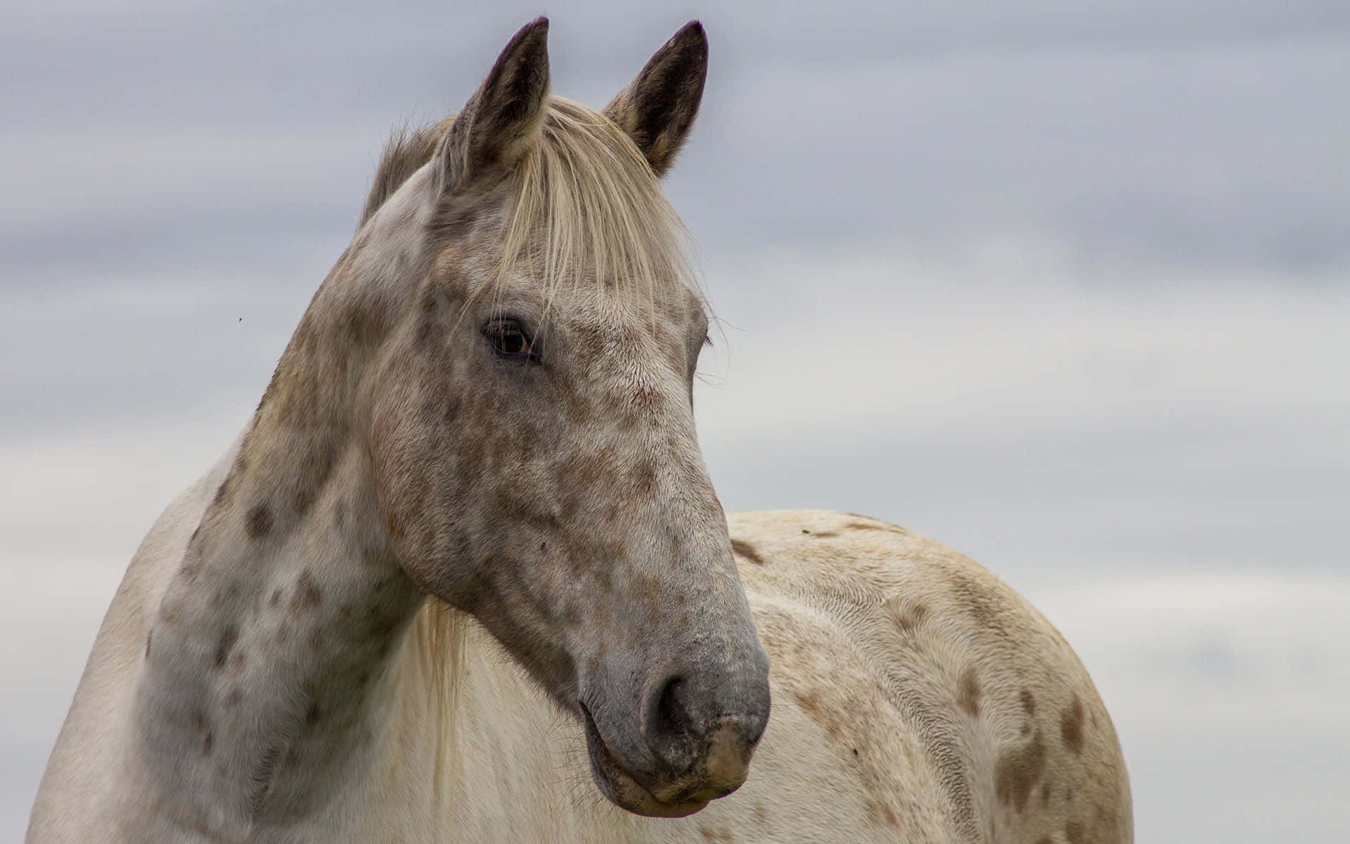 En smuk brun hest, der kigger sig omkring Wallpapers