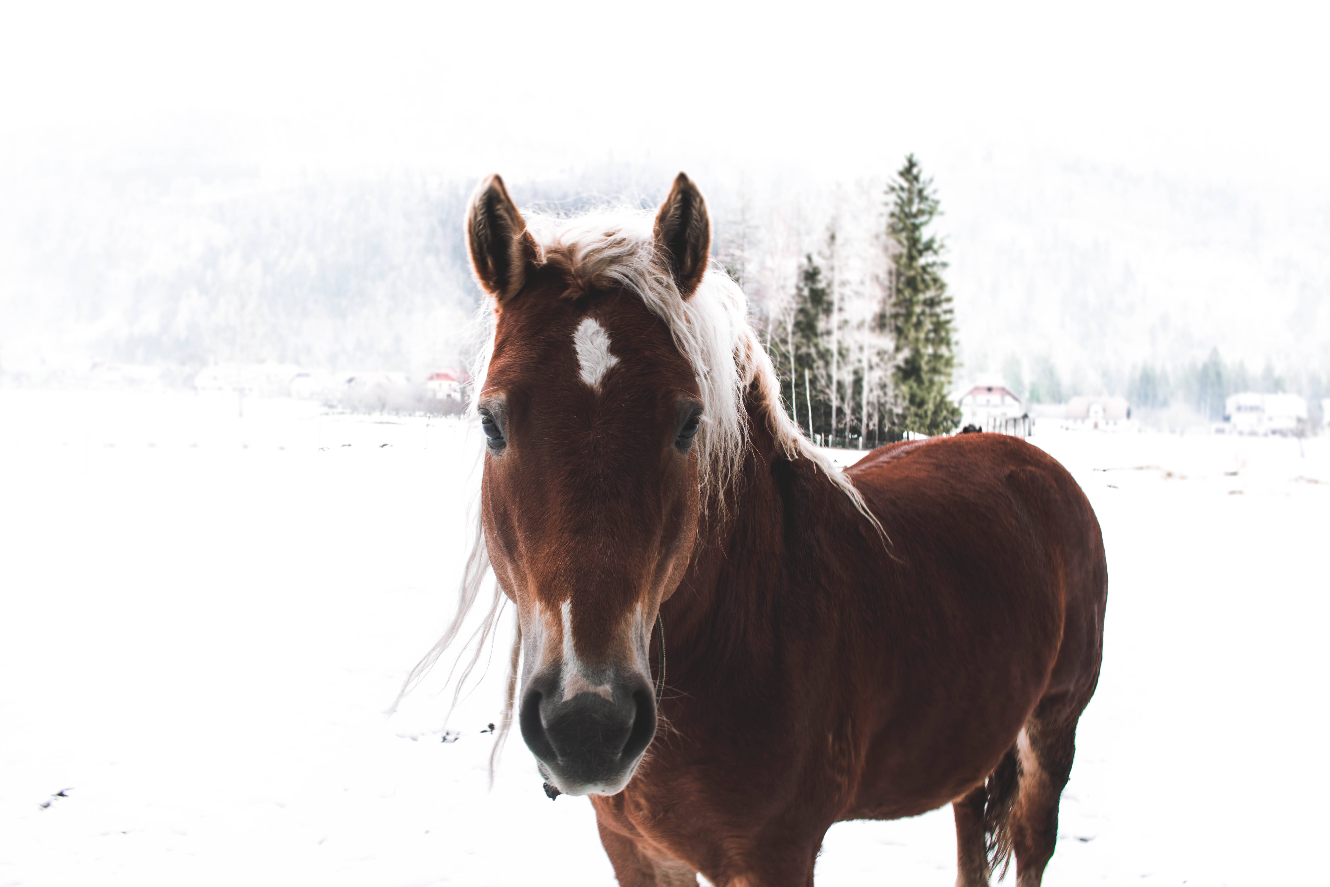En smuk brun hest nyder et vintereventyrland Wallpapers