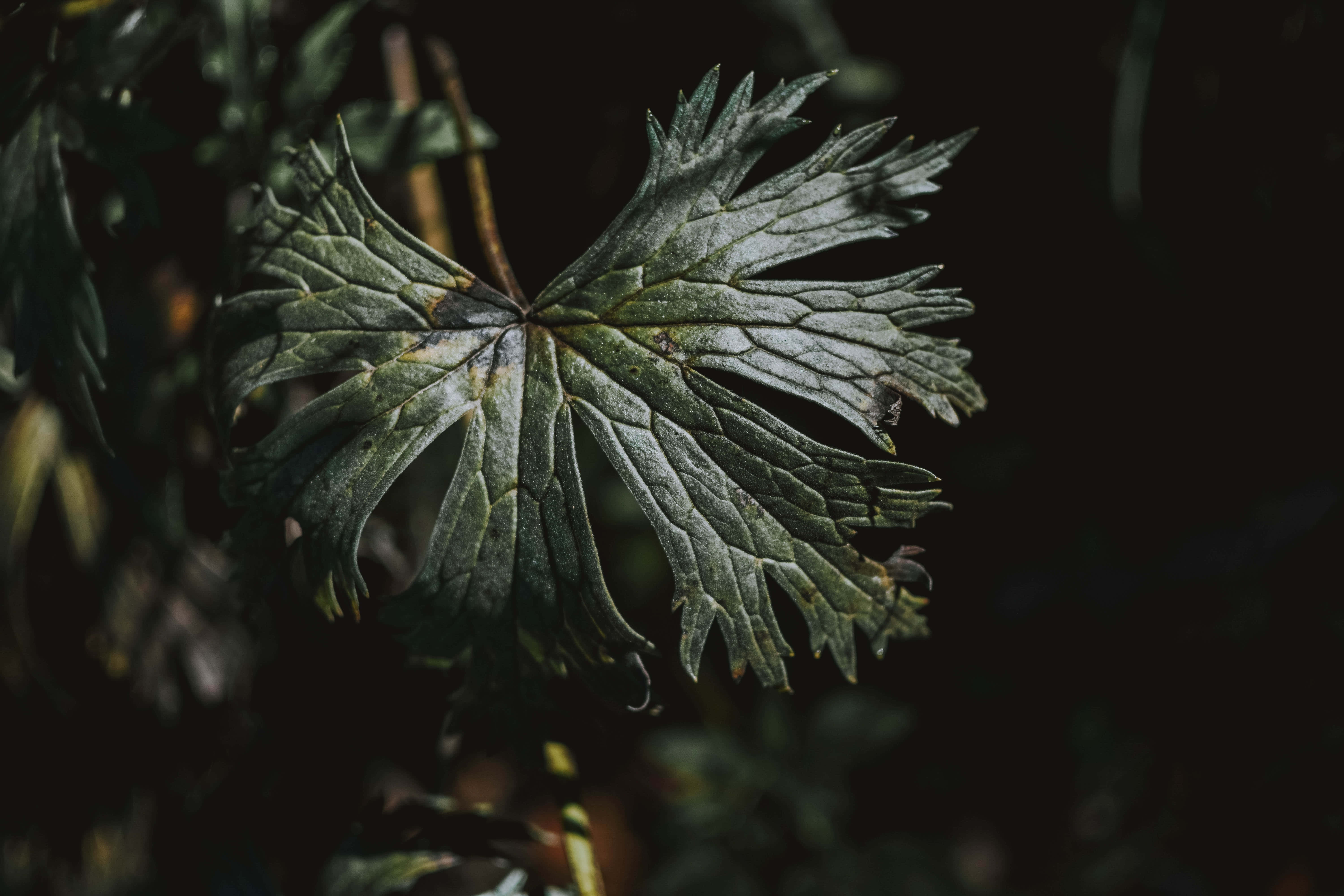 En smuk fremvisning af mørkegrøn æstetik Wallpapers