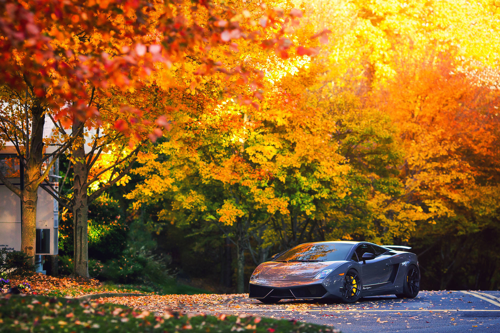 En smuk grå Lamborghini Gallardo kører gennem den sprøde efterårsluft. Wallpapers