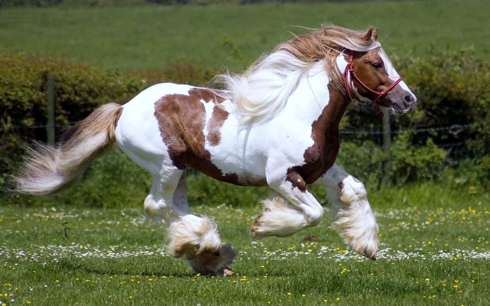 En smuk hvid hest står på en grøn mark og bader sig i sollyset. Wallpapers