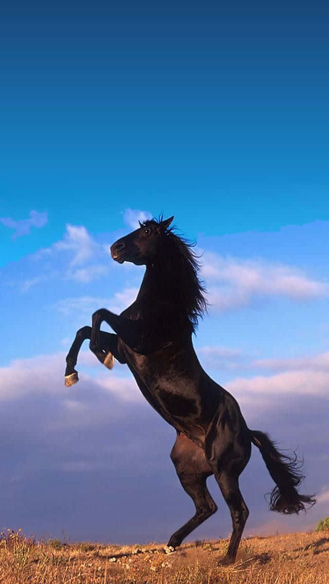 En smuk hvid hest galopperer frit på en frodig grøn mark. Wallpapers