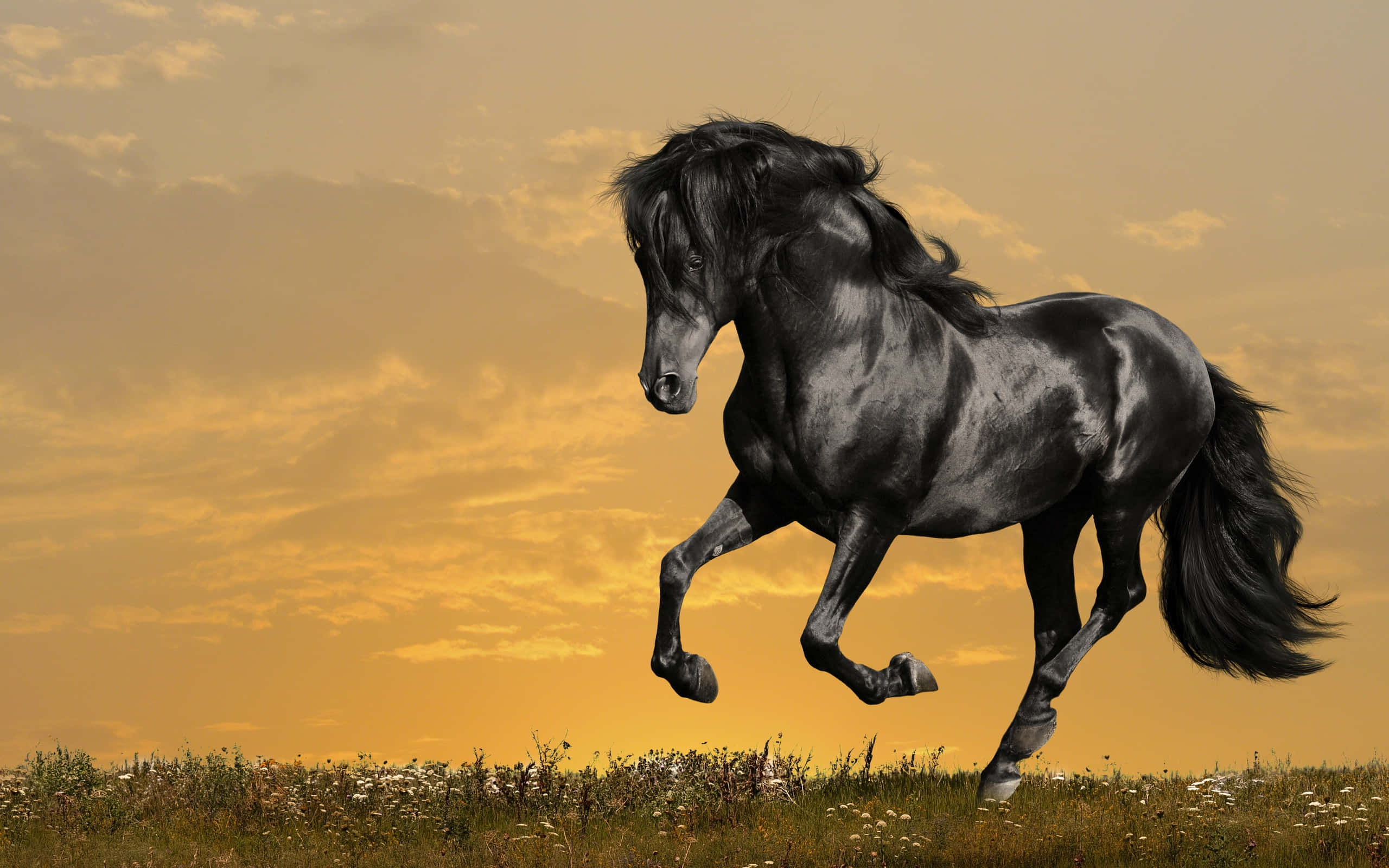 En smuk hvid hest galopperer på en solskinsdag Wallpapers