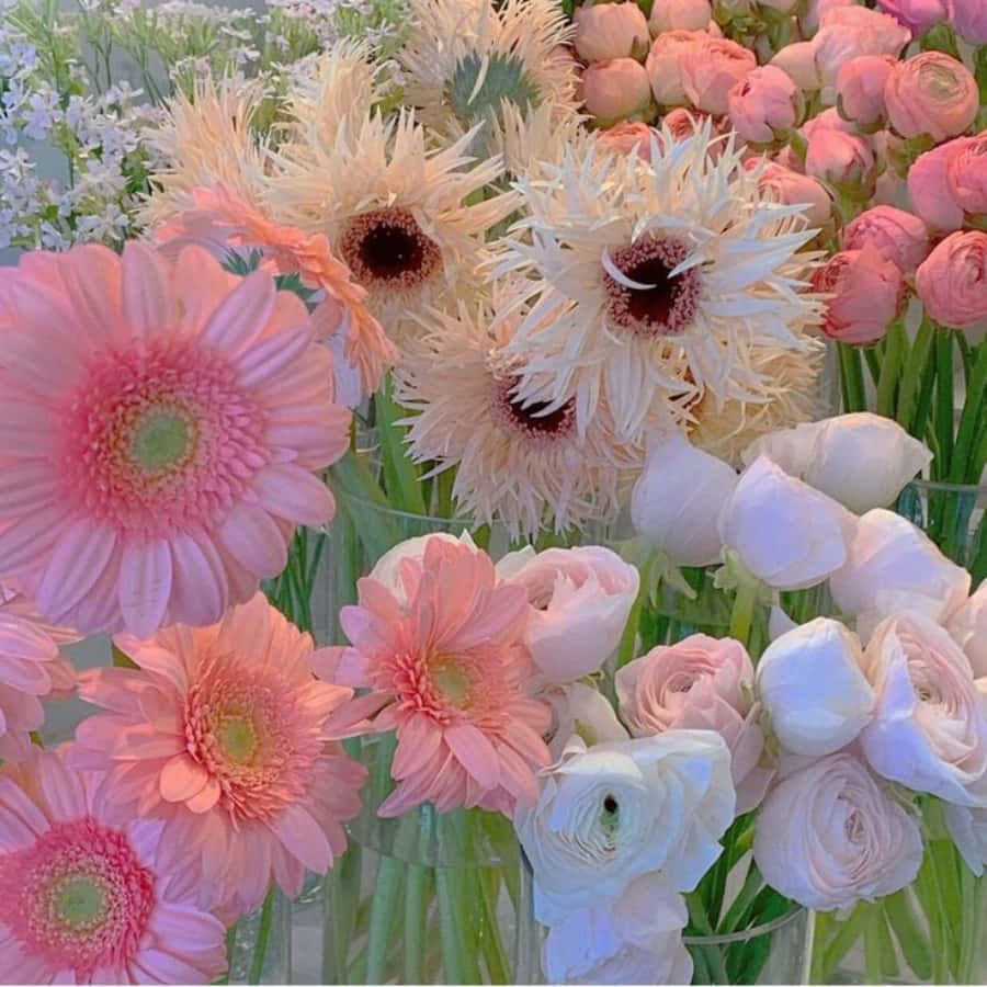 En smuk hvid og lyserød blomst, der blomstrer i sommermånederne Wallpapers