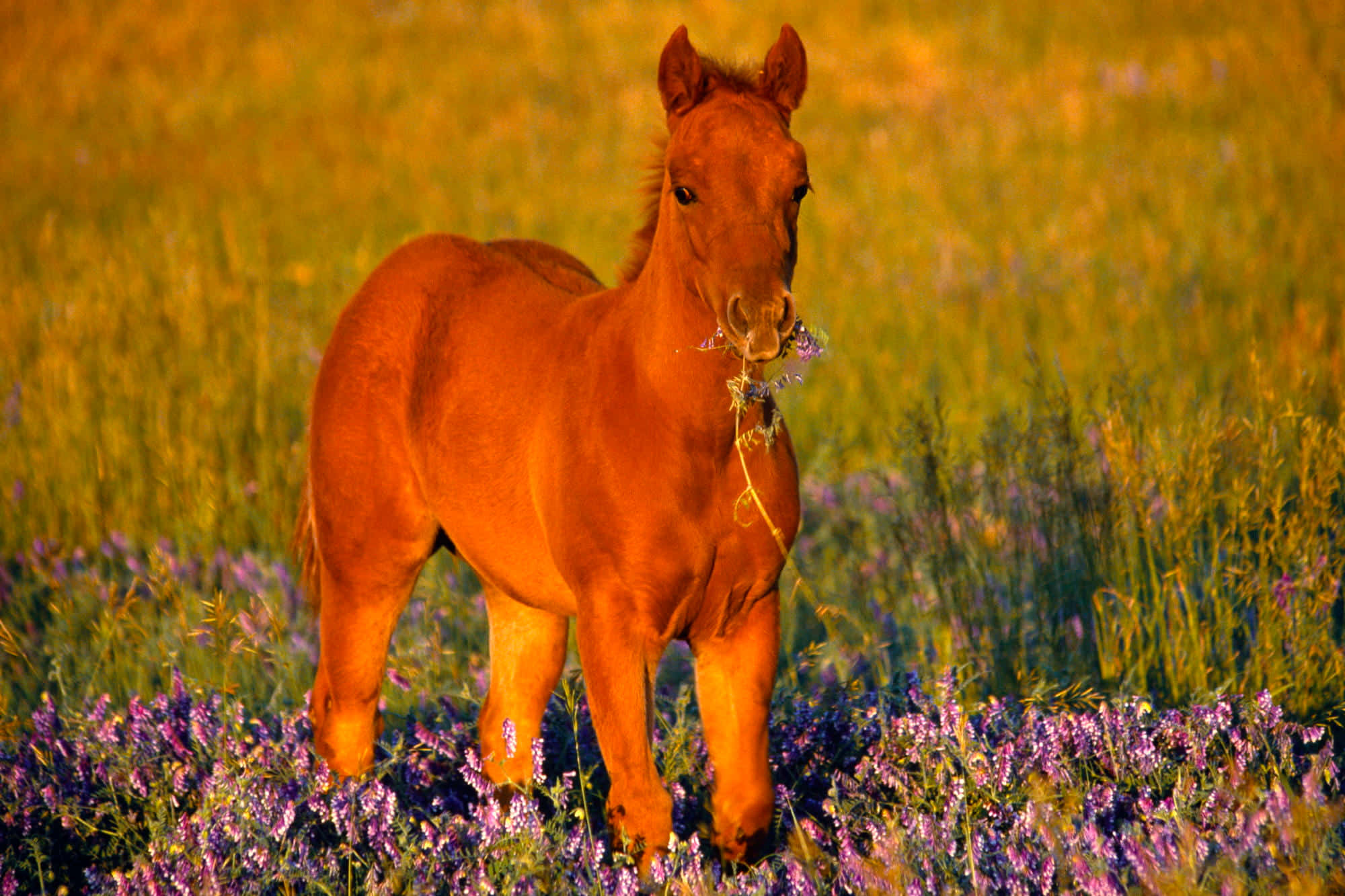 En smuk hvidplettet hest, der græsser på en solbeskinnet mark. Wallpapers