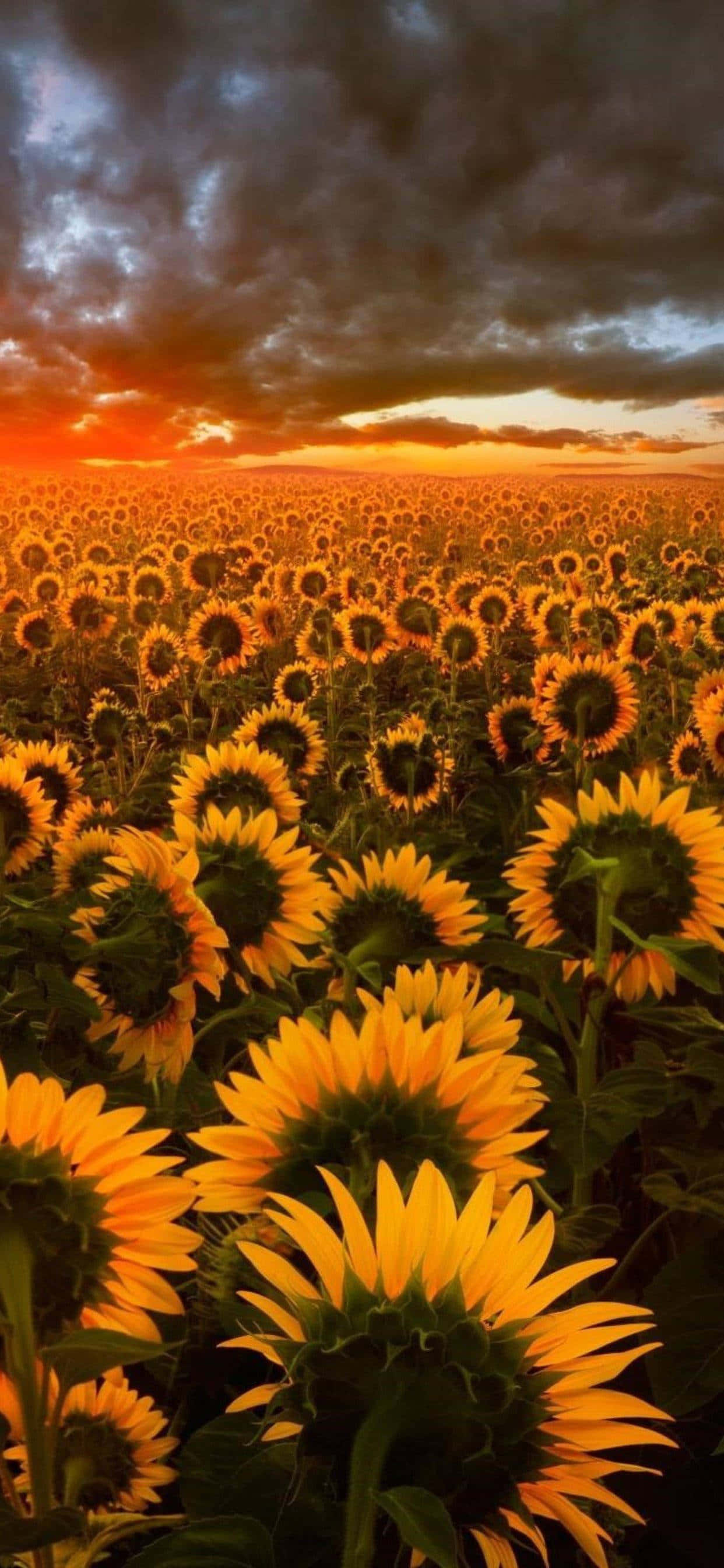 En smuk kontrast mellem mørke og lys i en solsikke. Wallpapers