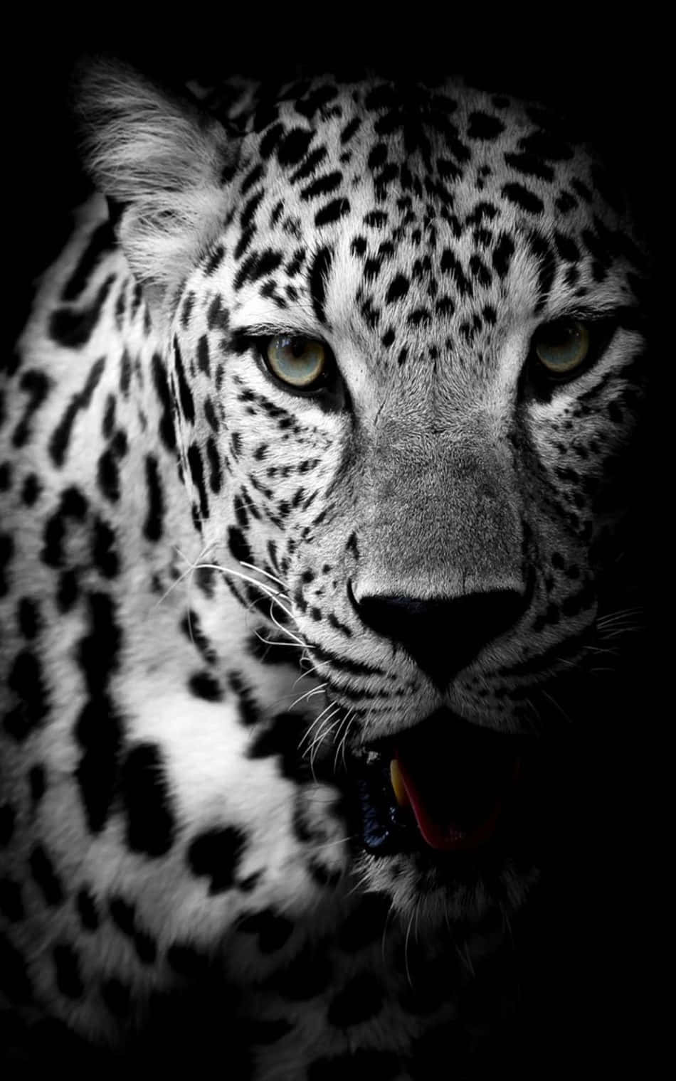 En smuk, kraftfuld sort jaguar Wallpapers