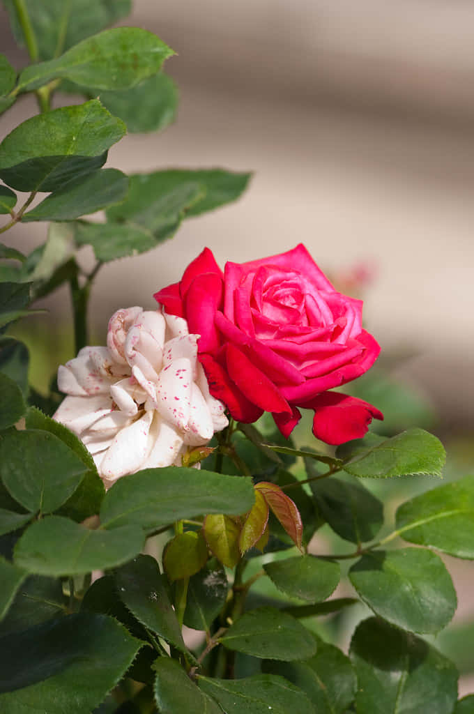 En smuk, livlig rød rose. Wallpapers