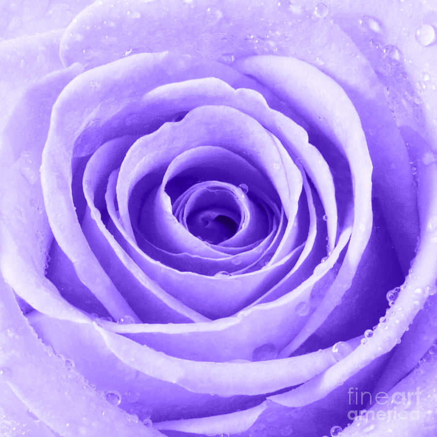 En smuk lyserød rose i fuldt flor Wallpapers