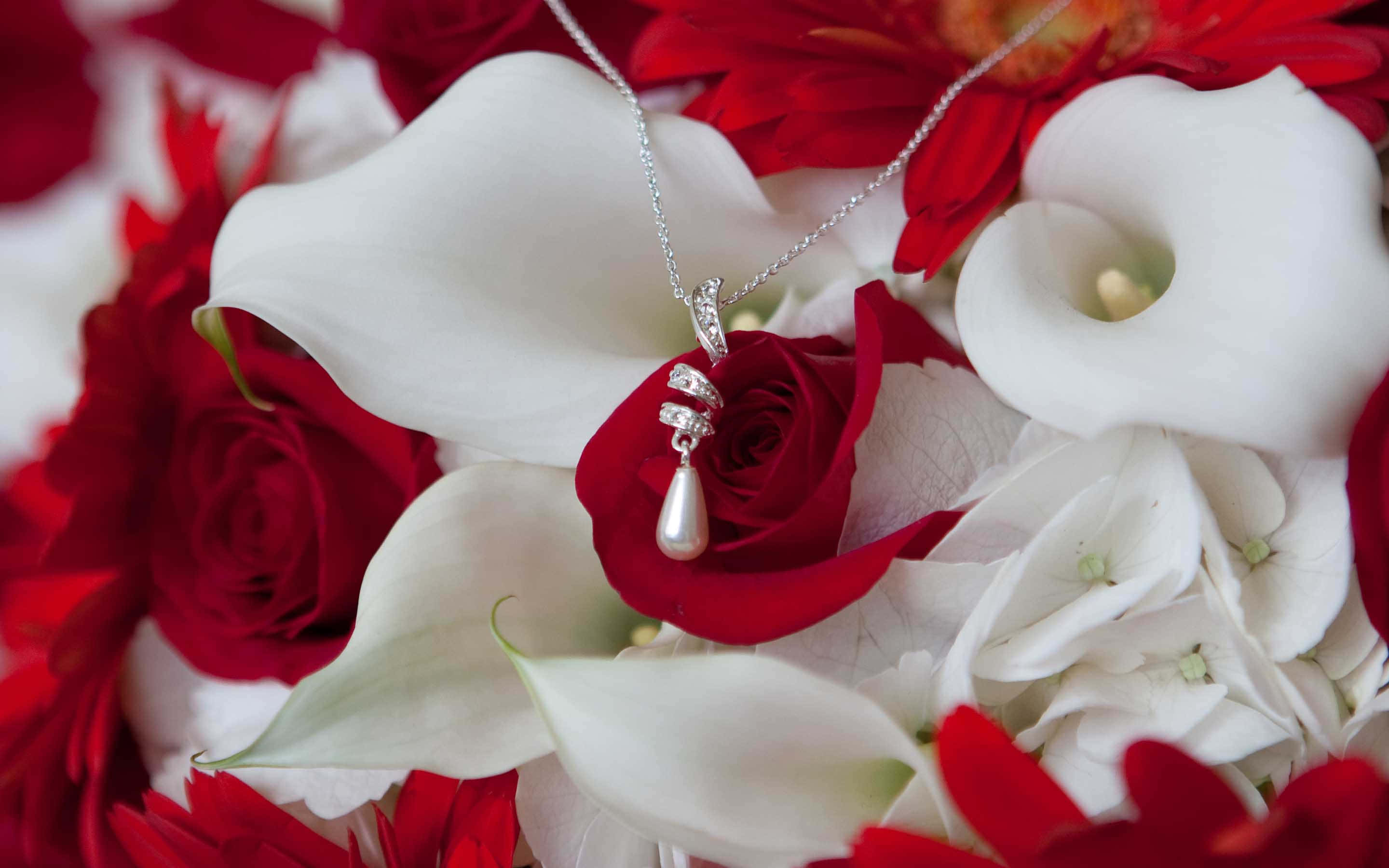 En smuk lyserød rose i fuldt flor Wallpapers