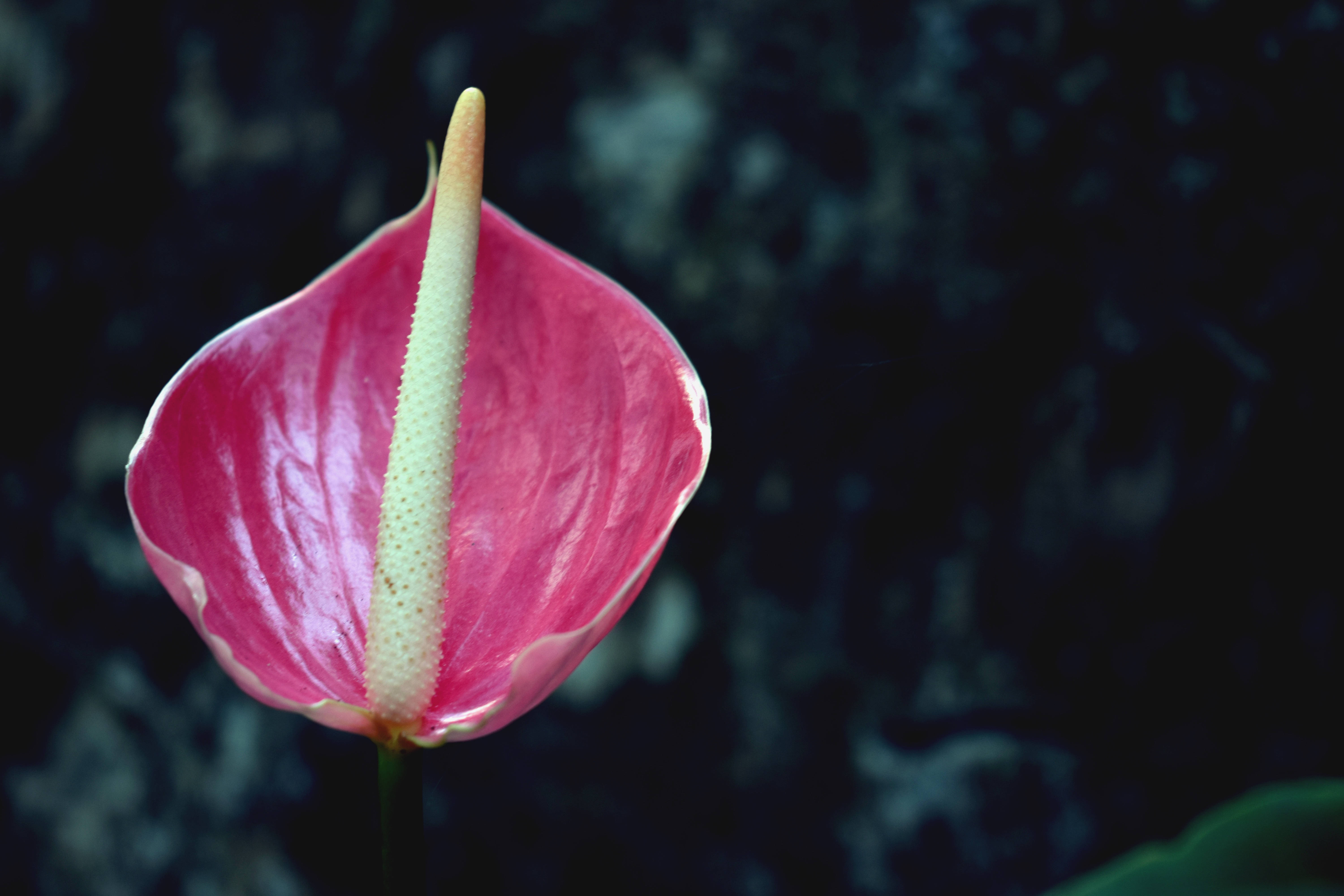 En smuk lyserød Anthurium-blomst Wallpapers