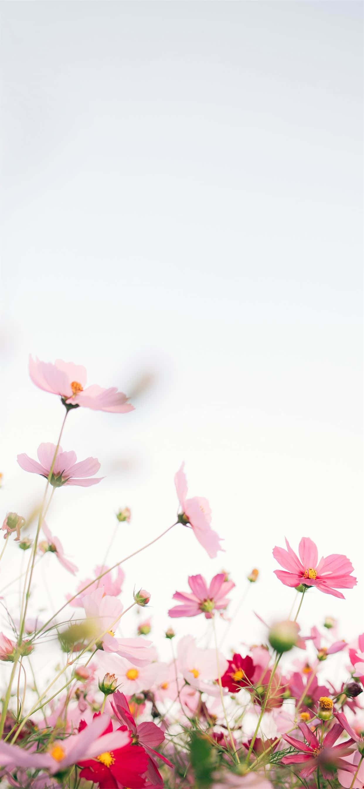 En smuk lyserød blomst mod en hvid baggrund Wallpapers