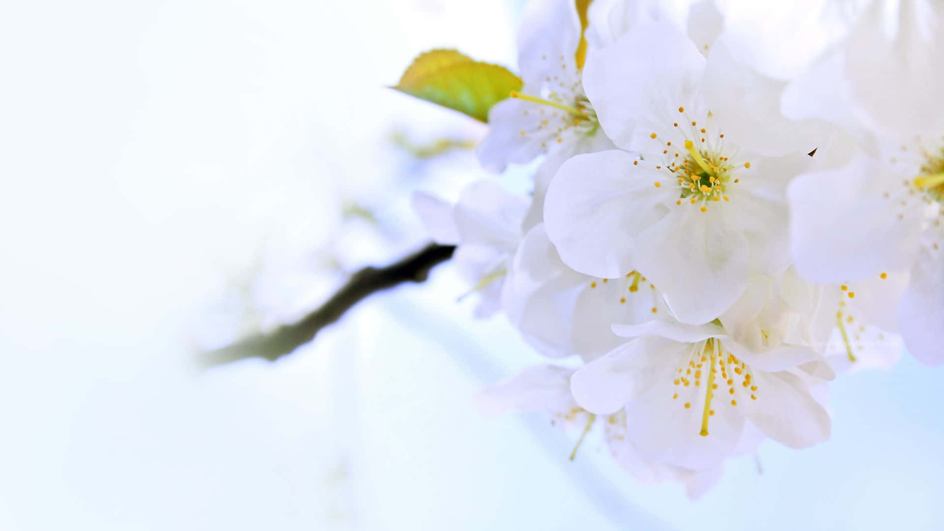 En smuk og lys baggrund, der eksploderer i levende farver Wallpapers