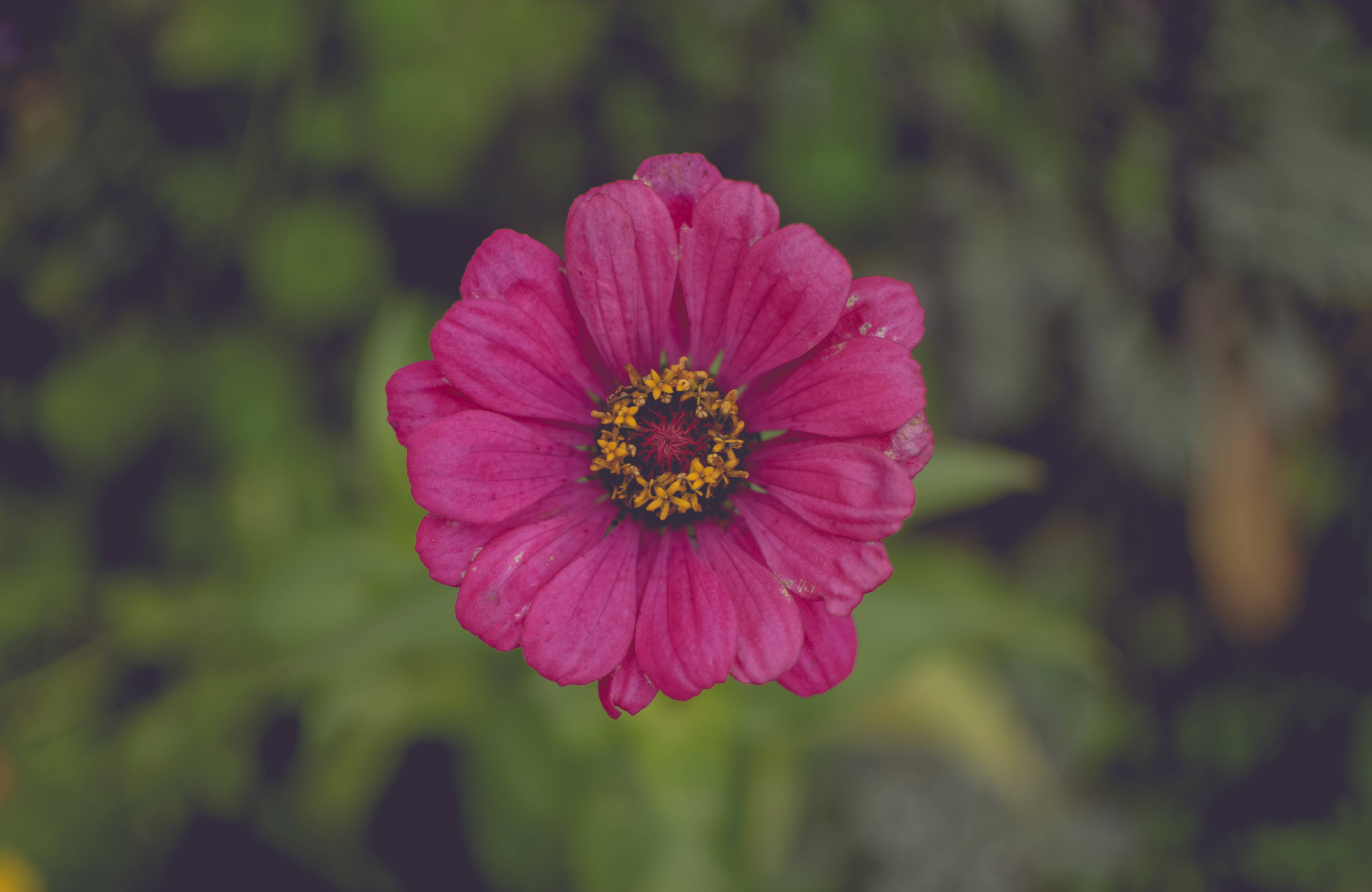 En smuk pink blomst, der symboliserer kærlighed og glæde Wallpapers