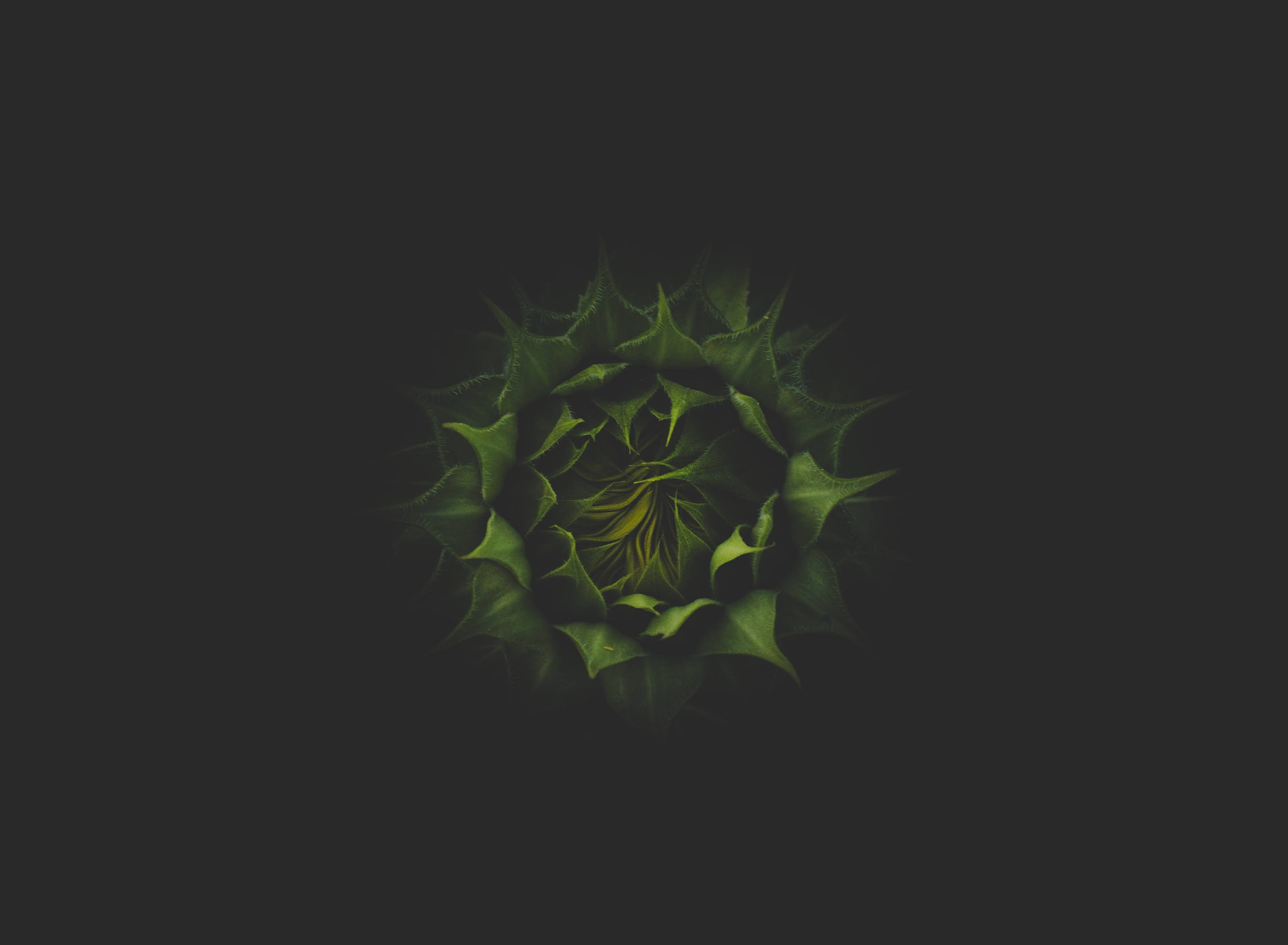 En smuk, rød solsikke stråler mod en rig, mørkegrøn baggrund. Wallpapers