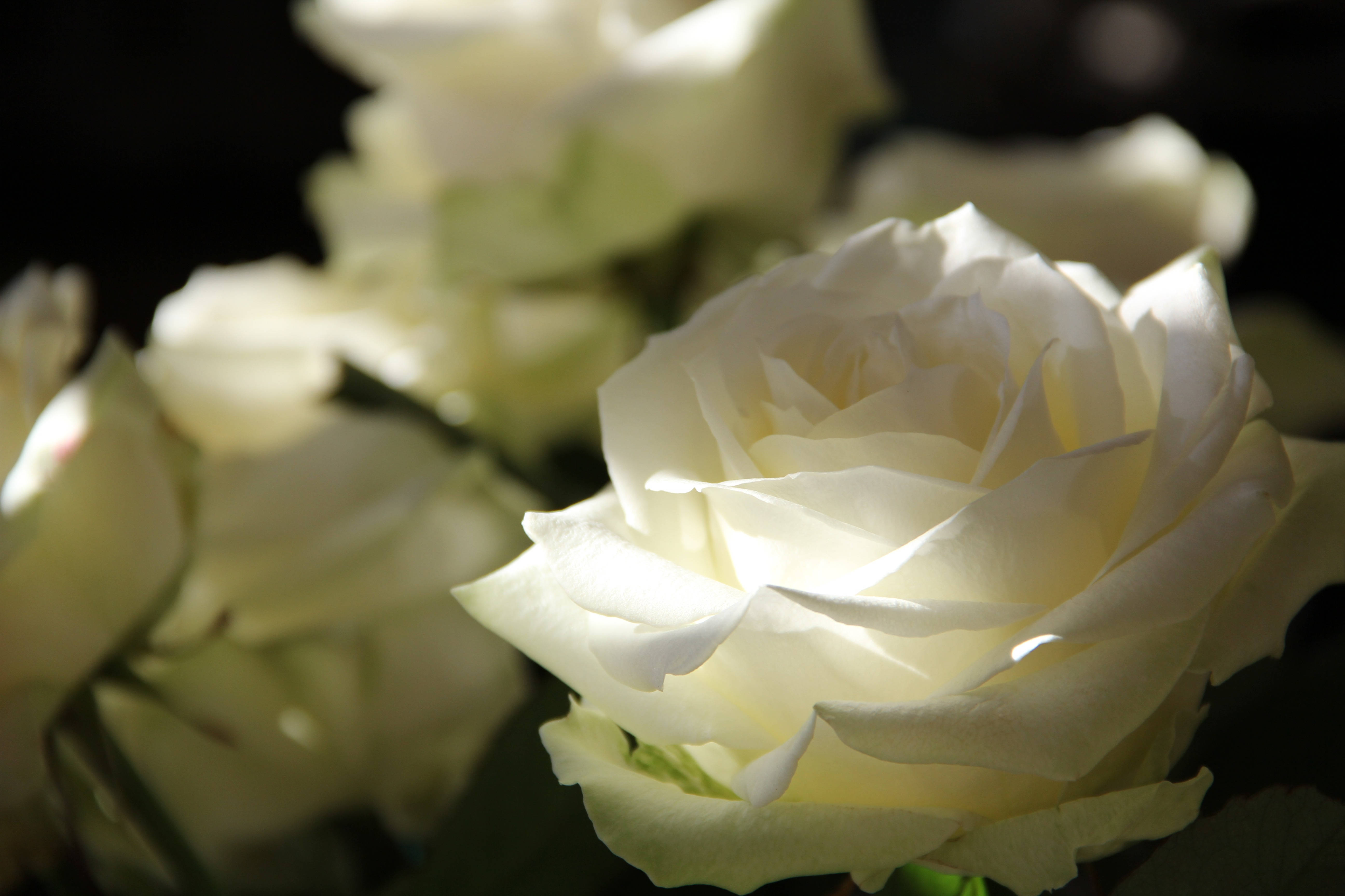 En smuk rose i det tidlige morgenlys Wallpapers
