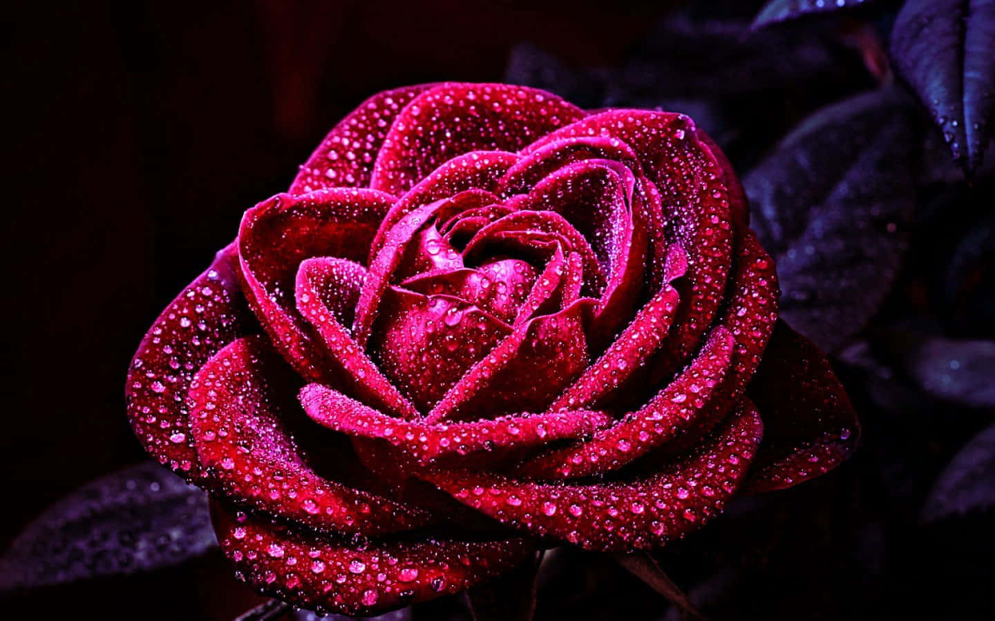 En smuk rose i fuldt flor Wallpapers